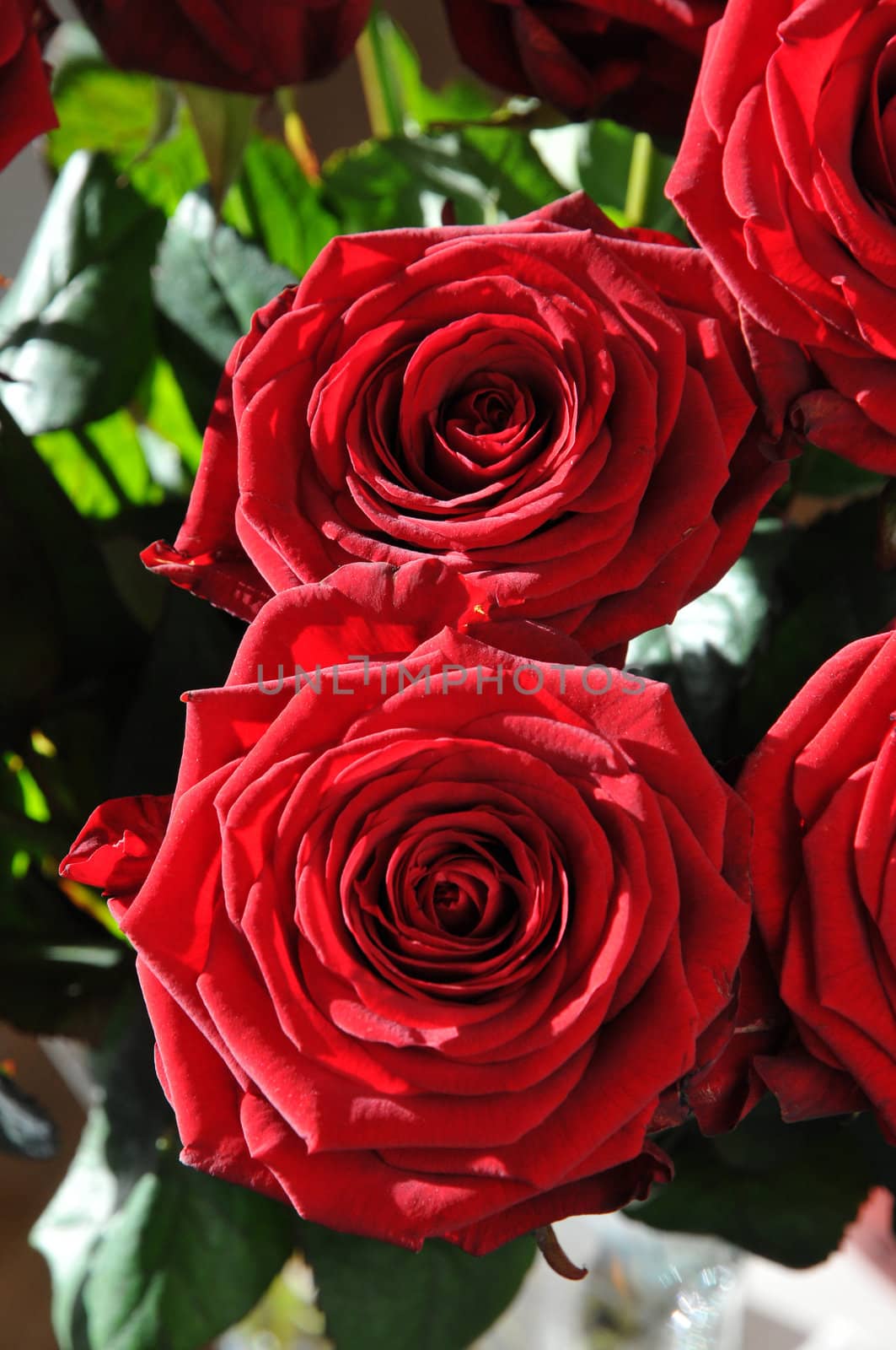 Closeup of Two Big Red Roses