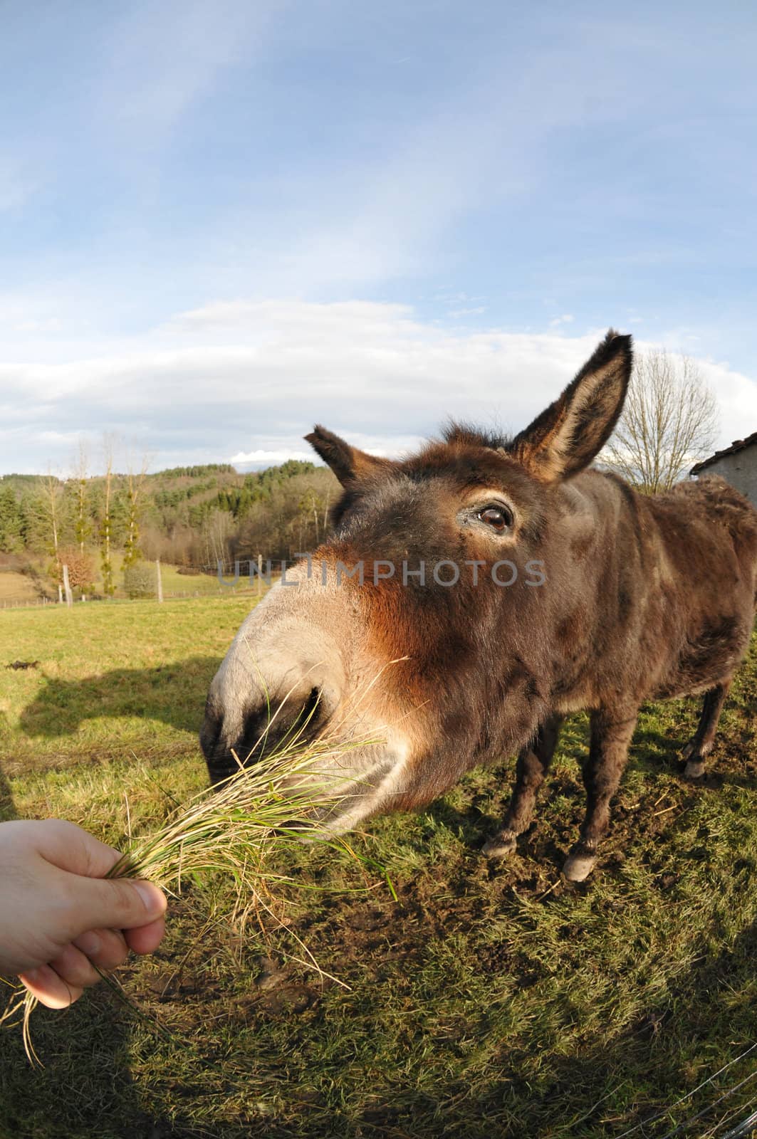 Closeup on a Head of a Donkey which Eating Grass tuft