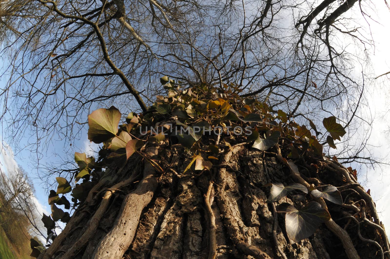 Ivy on a Trunc with Blue Sky in a Fisheye aspect