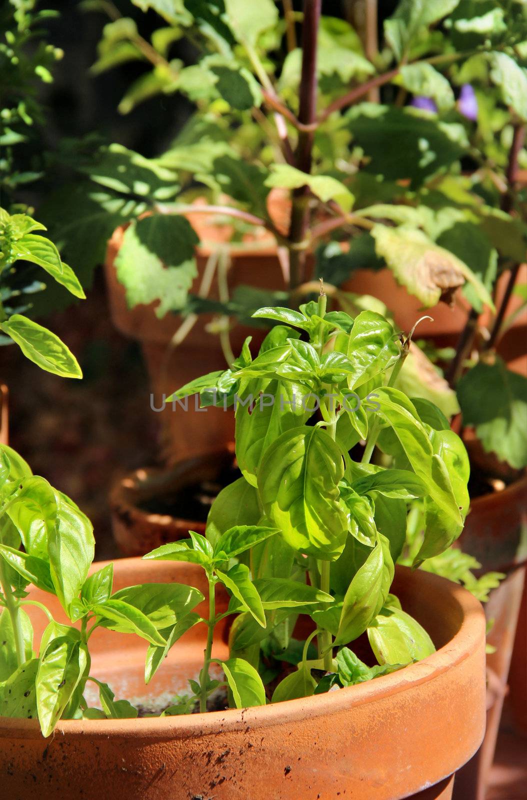 Basil and other herbs in the pot