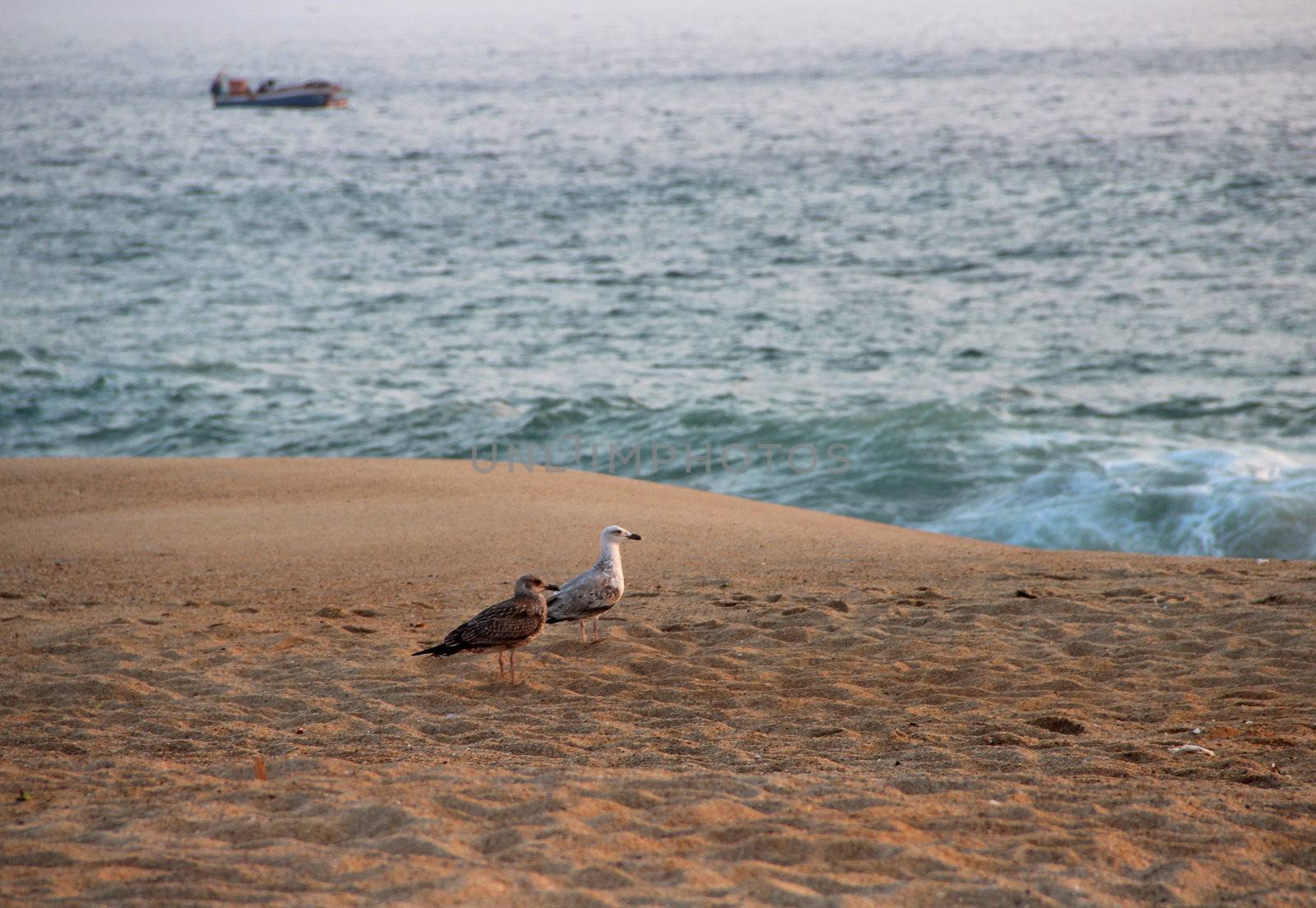 Romantic sea sunset and seagulls  by tanouchka