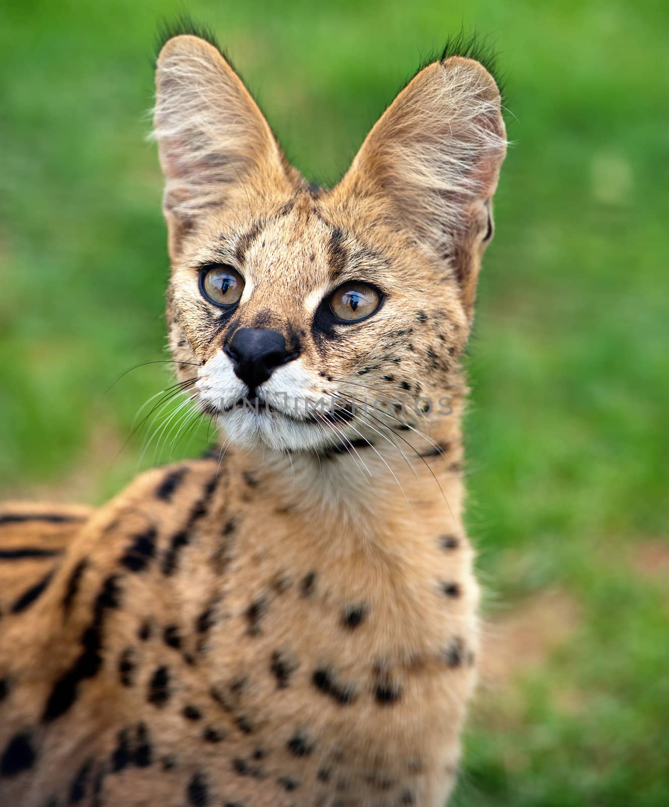 A serval cat focuses attentively with its eyes and ears.