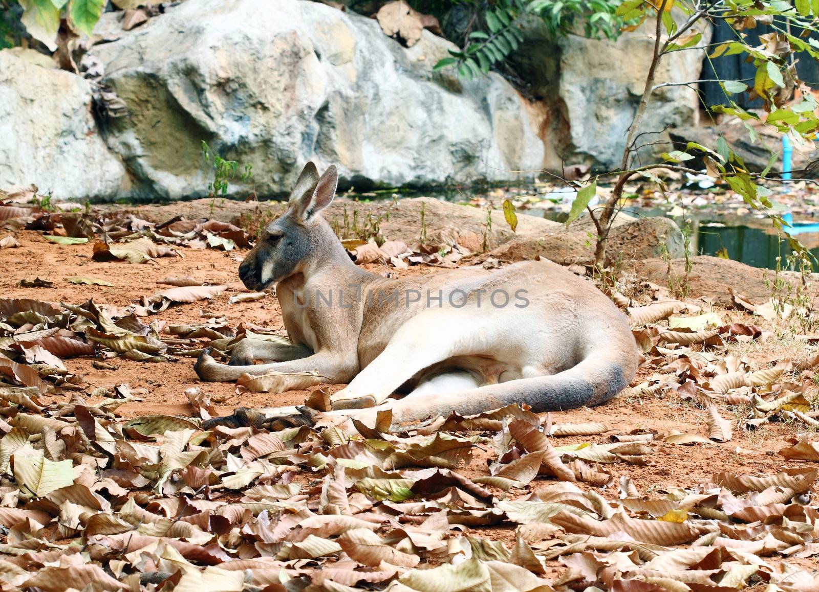 kangaroo resting by geargodz