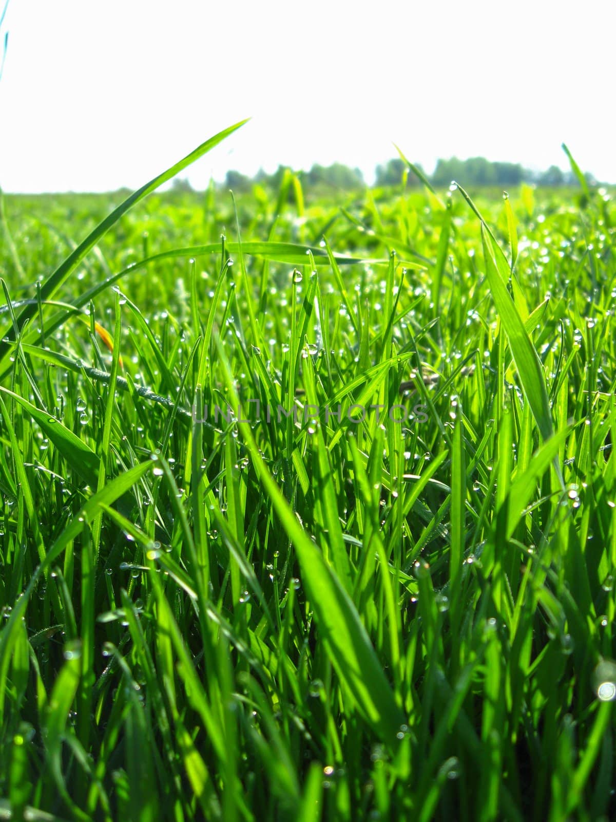 the image of thrickets of a high green grass