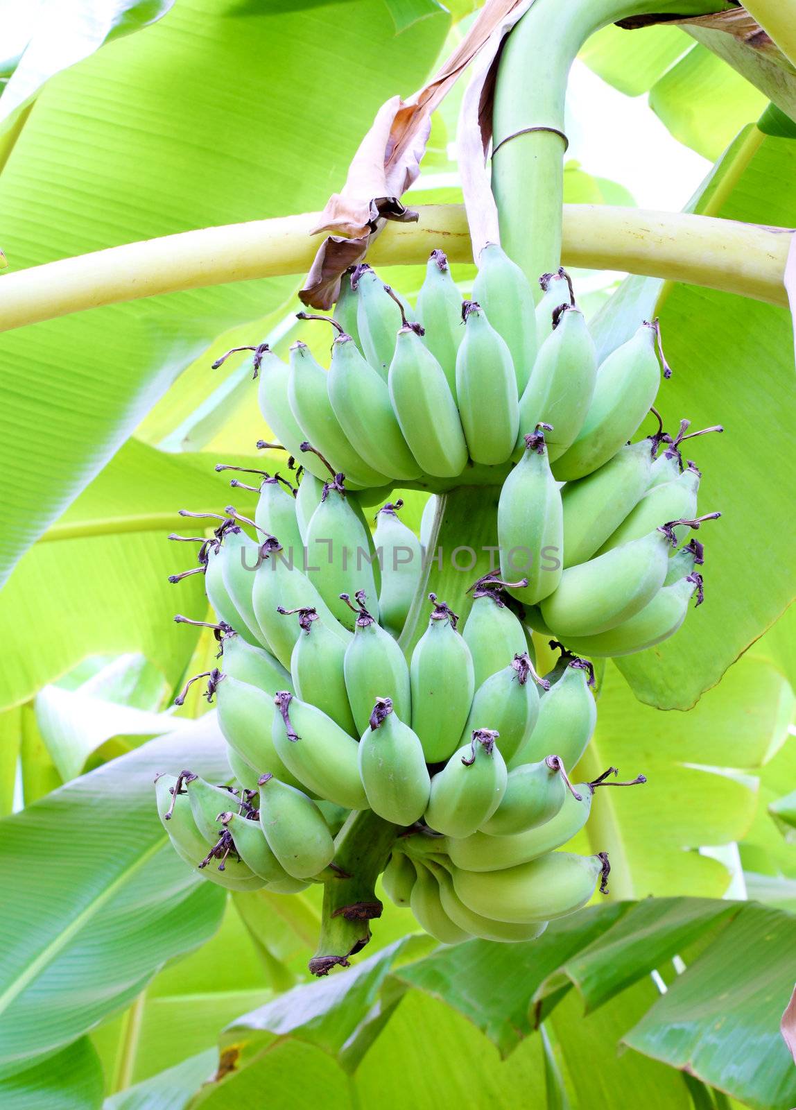 green bananas on a tree