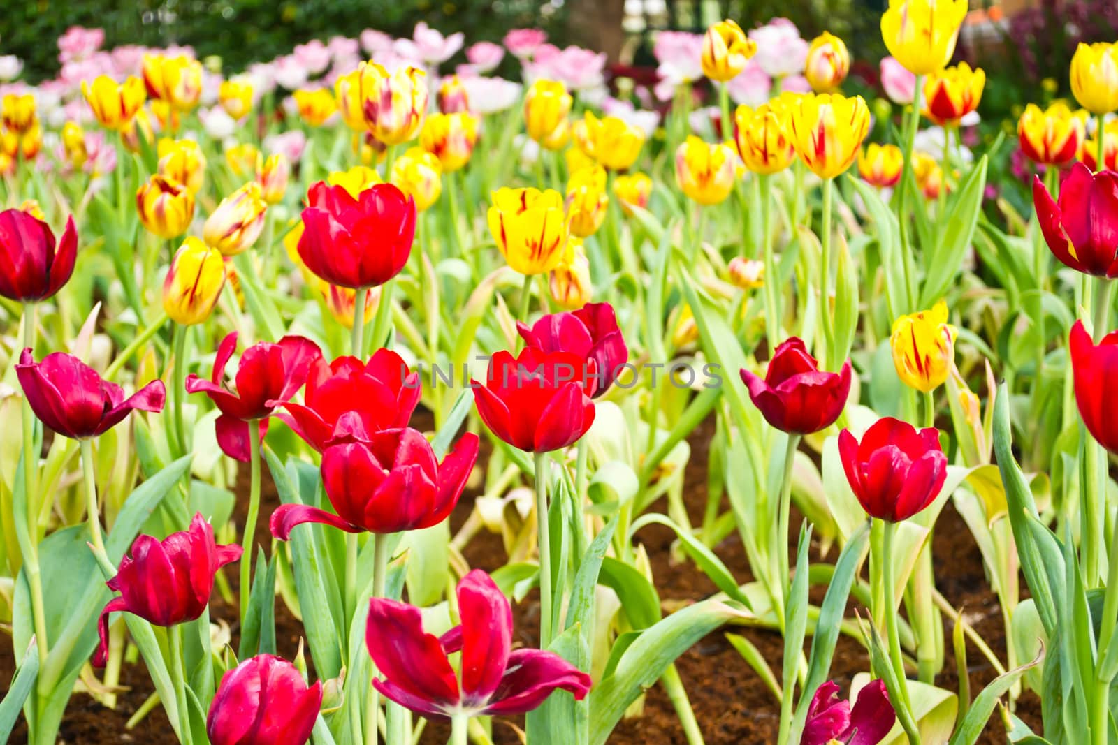 Tulips in the garden