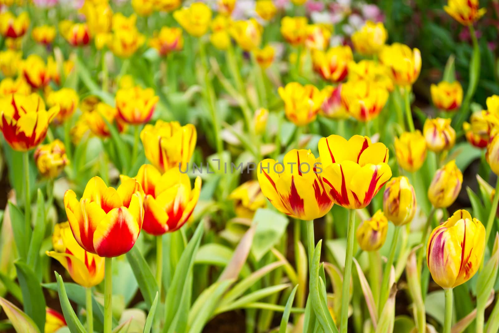 Tulips in the garden