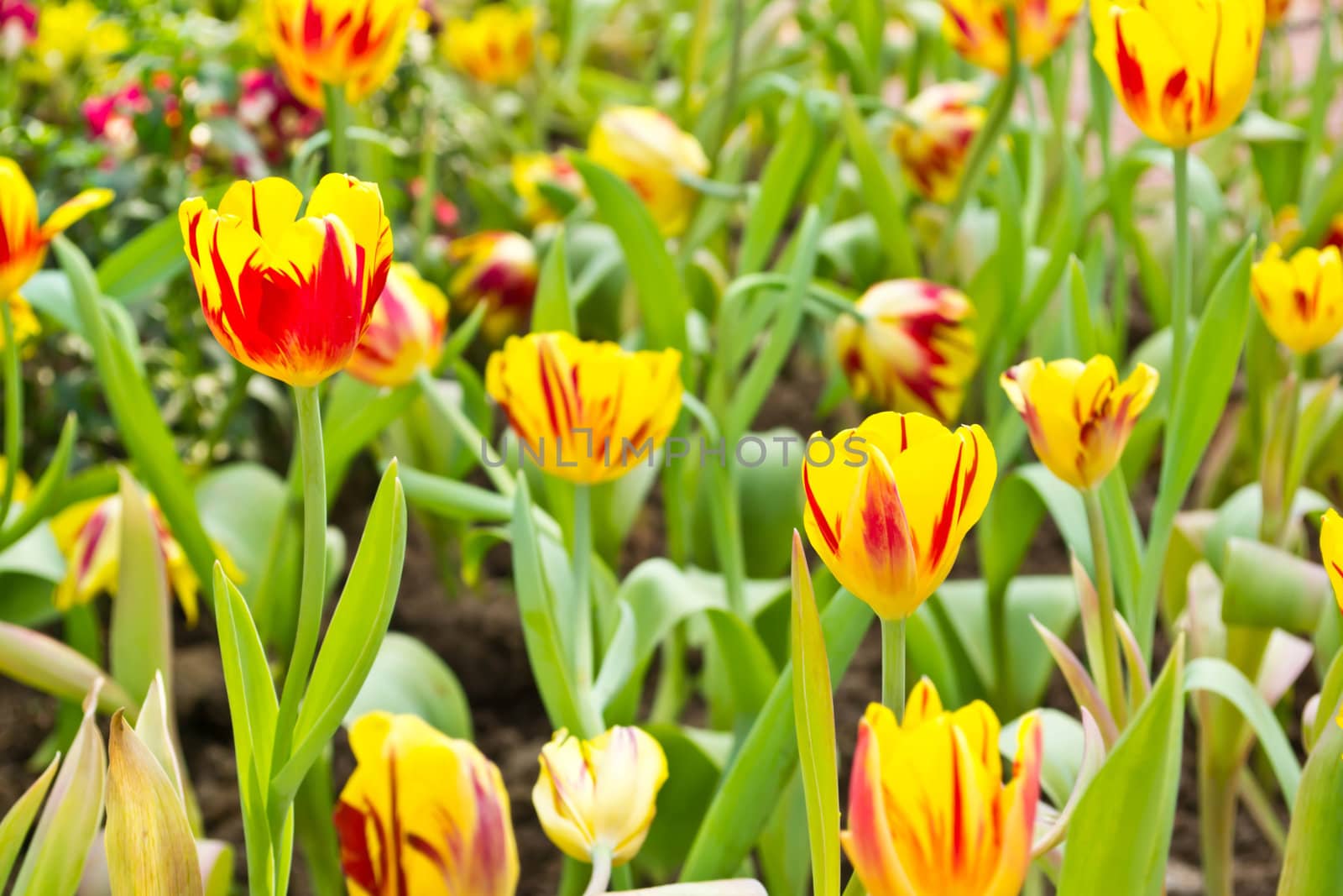 Tulips in the garden