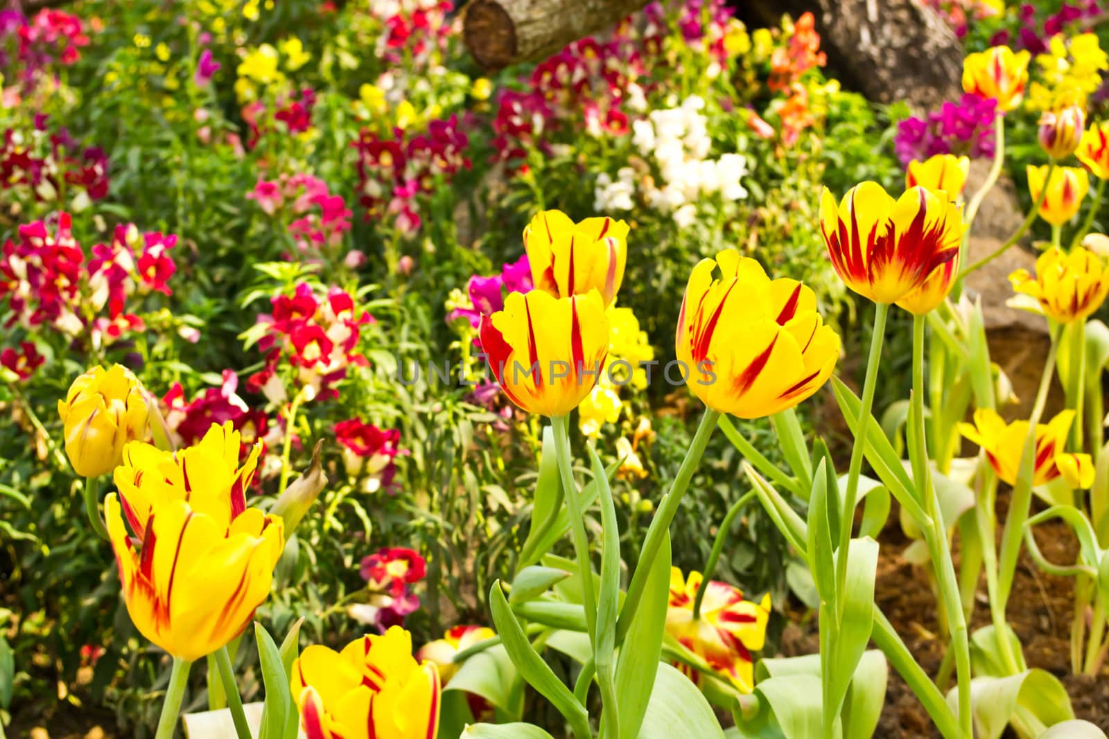 Tulips in the garden