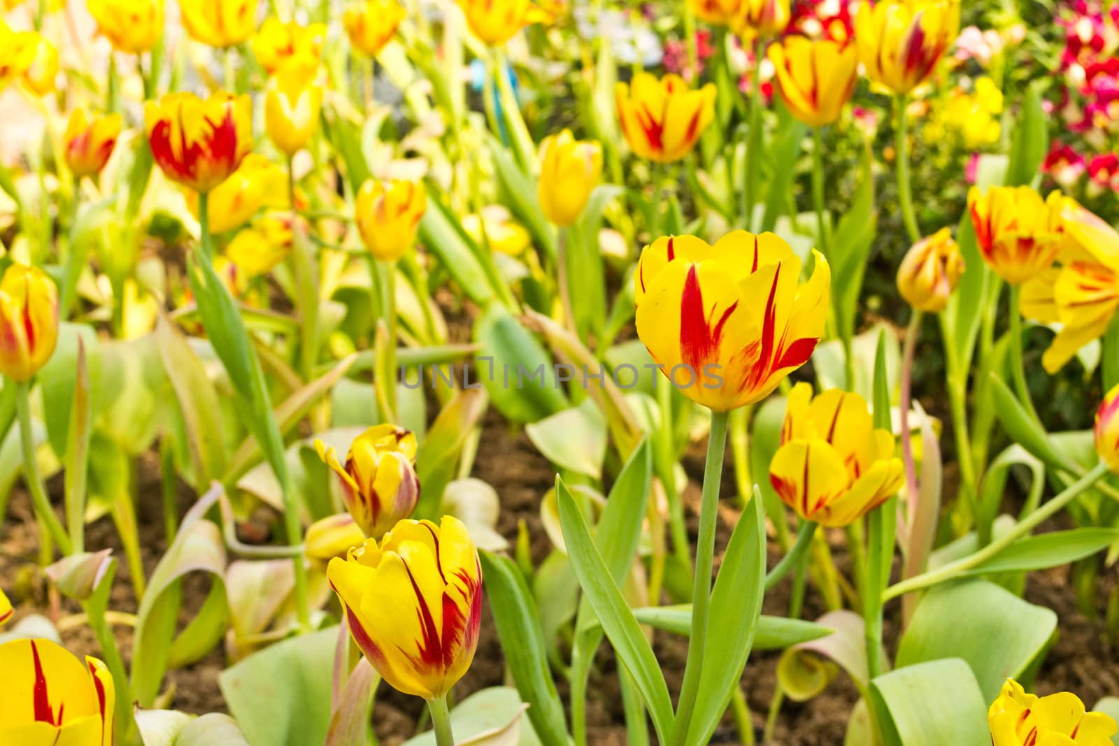 Tulips in the garden