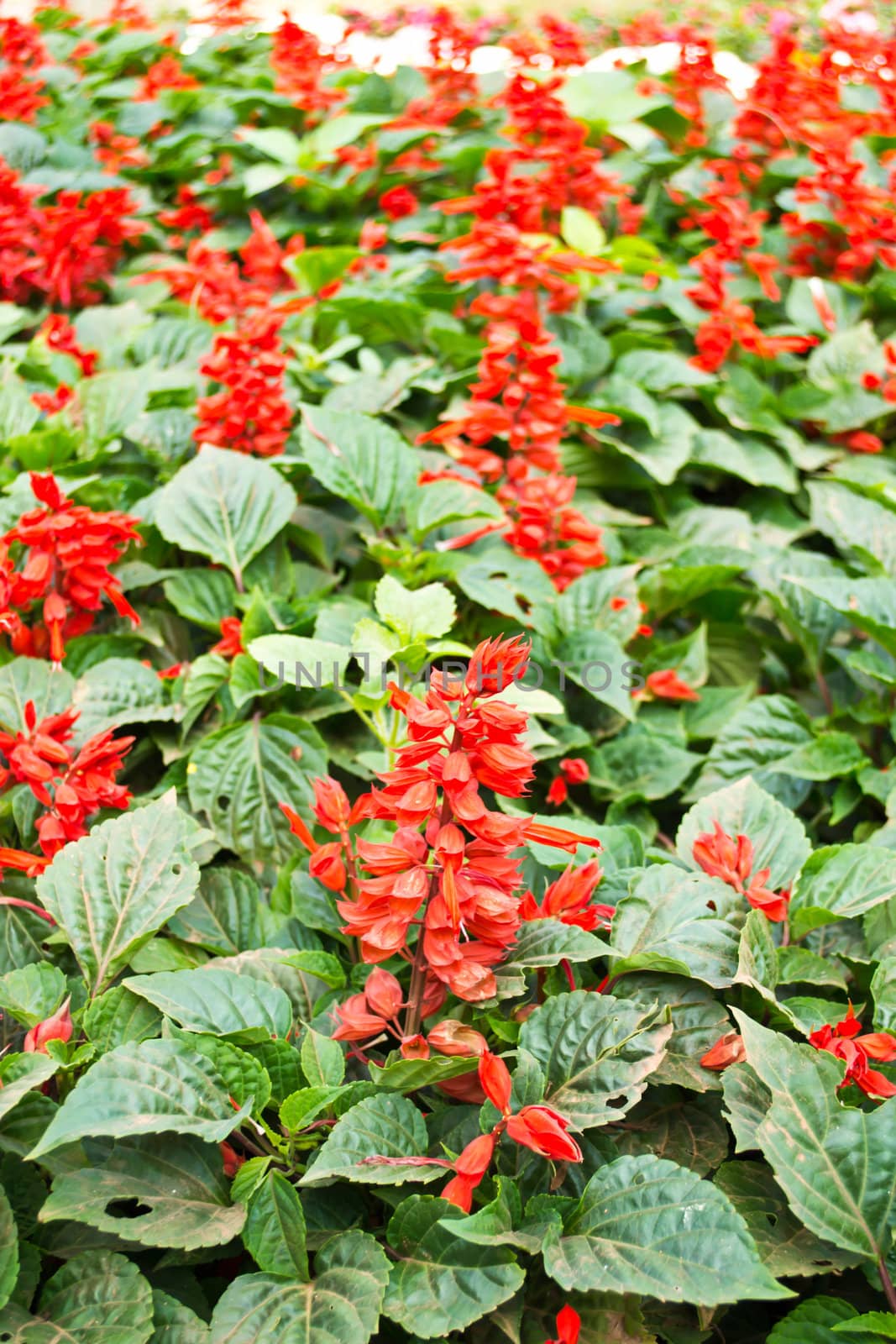 salvia flower