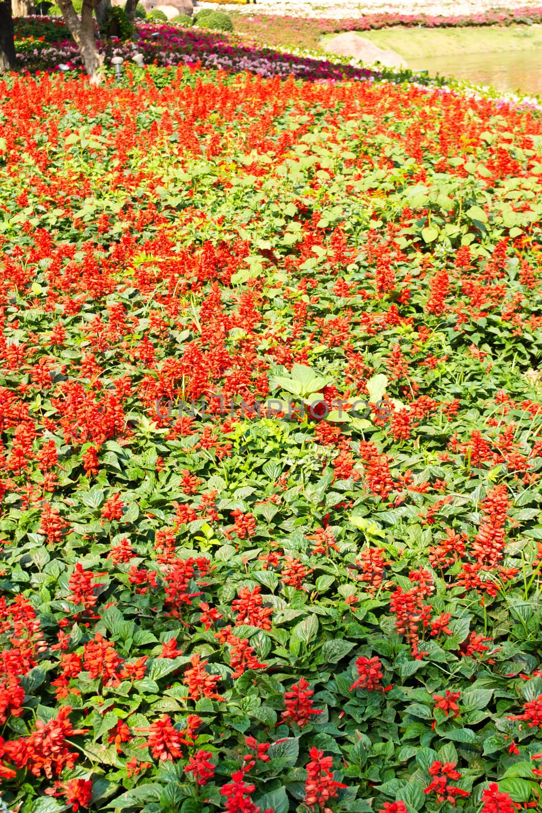 salvia flower