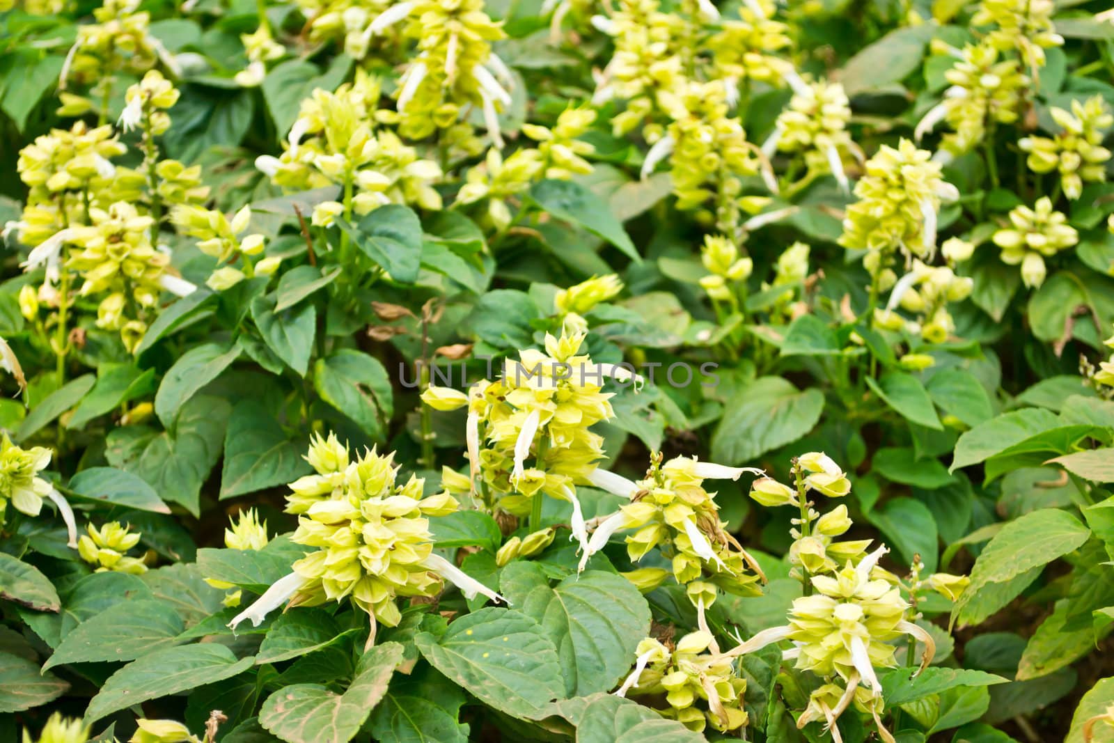 salvia flower