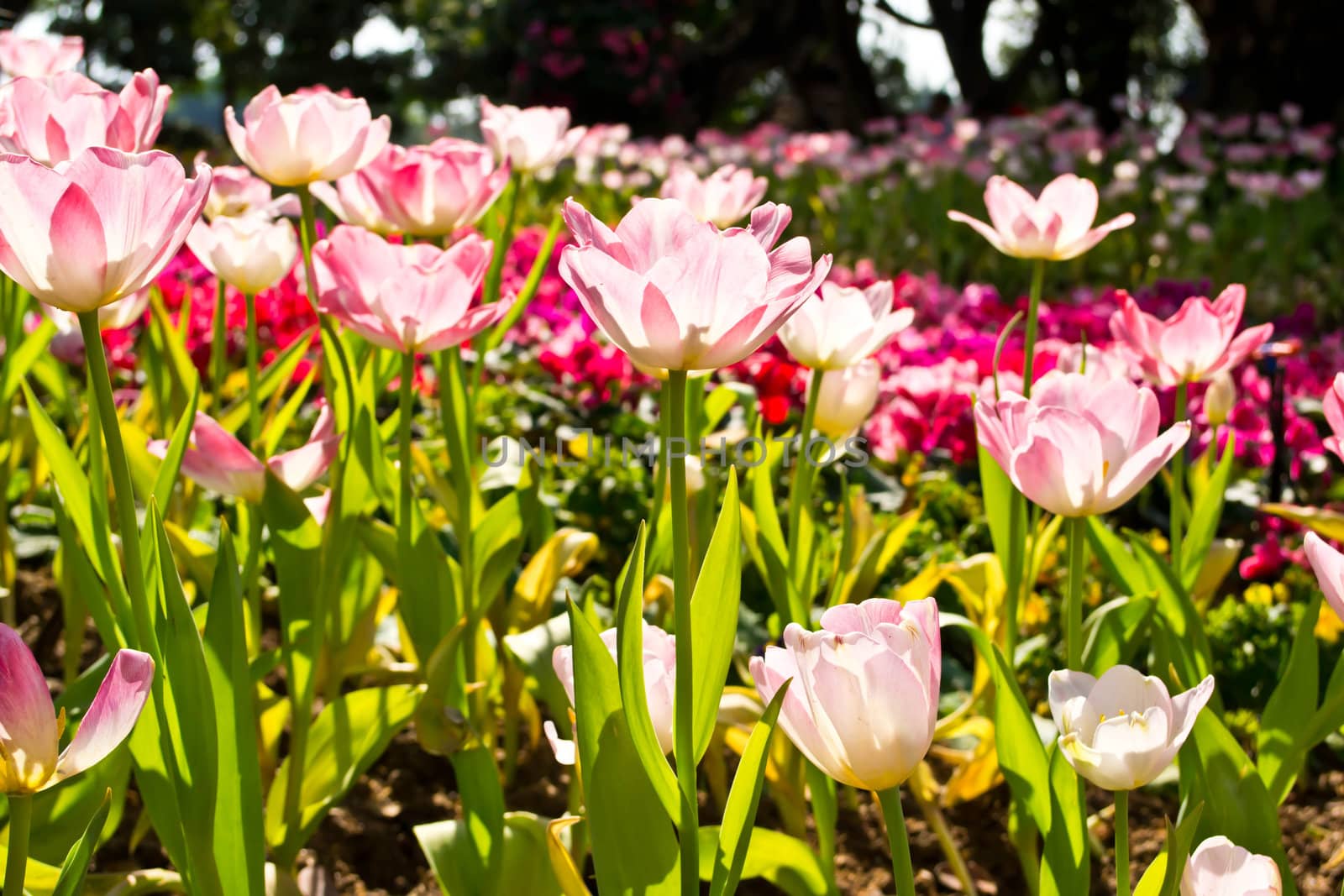 Tulips in the garden