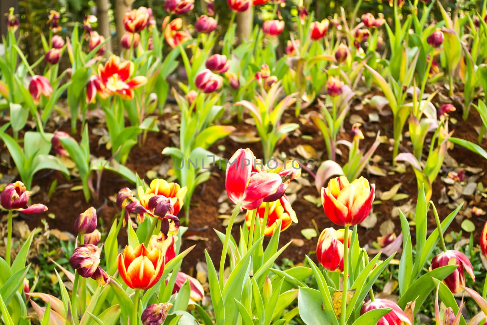 Tulips in the garden