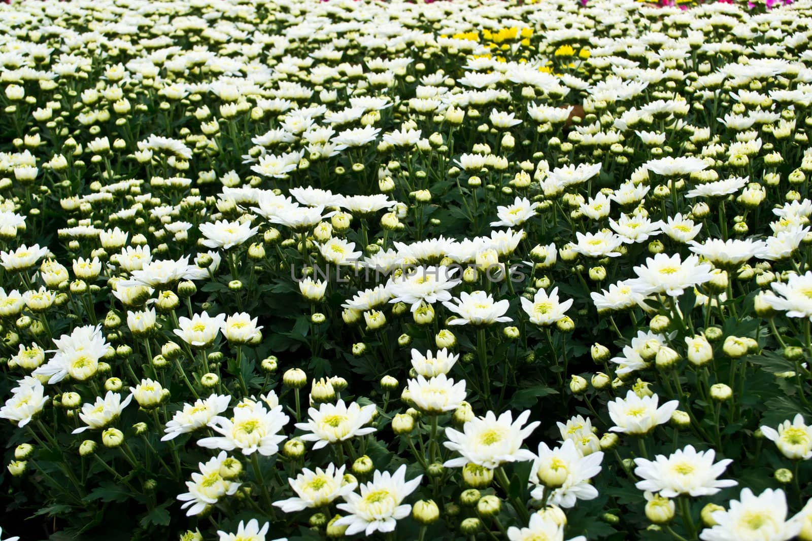 white chrysanthemums