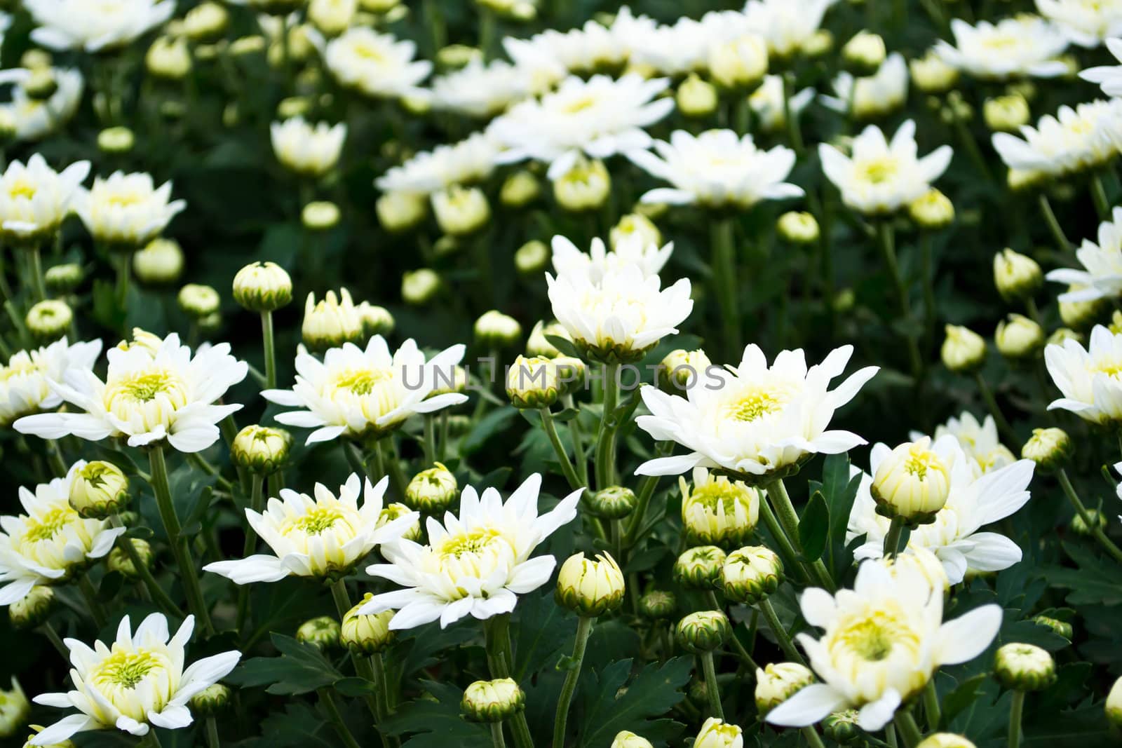 white chrysanthemums