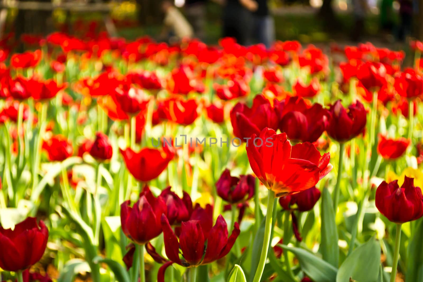 Tulips in the garden