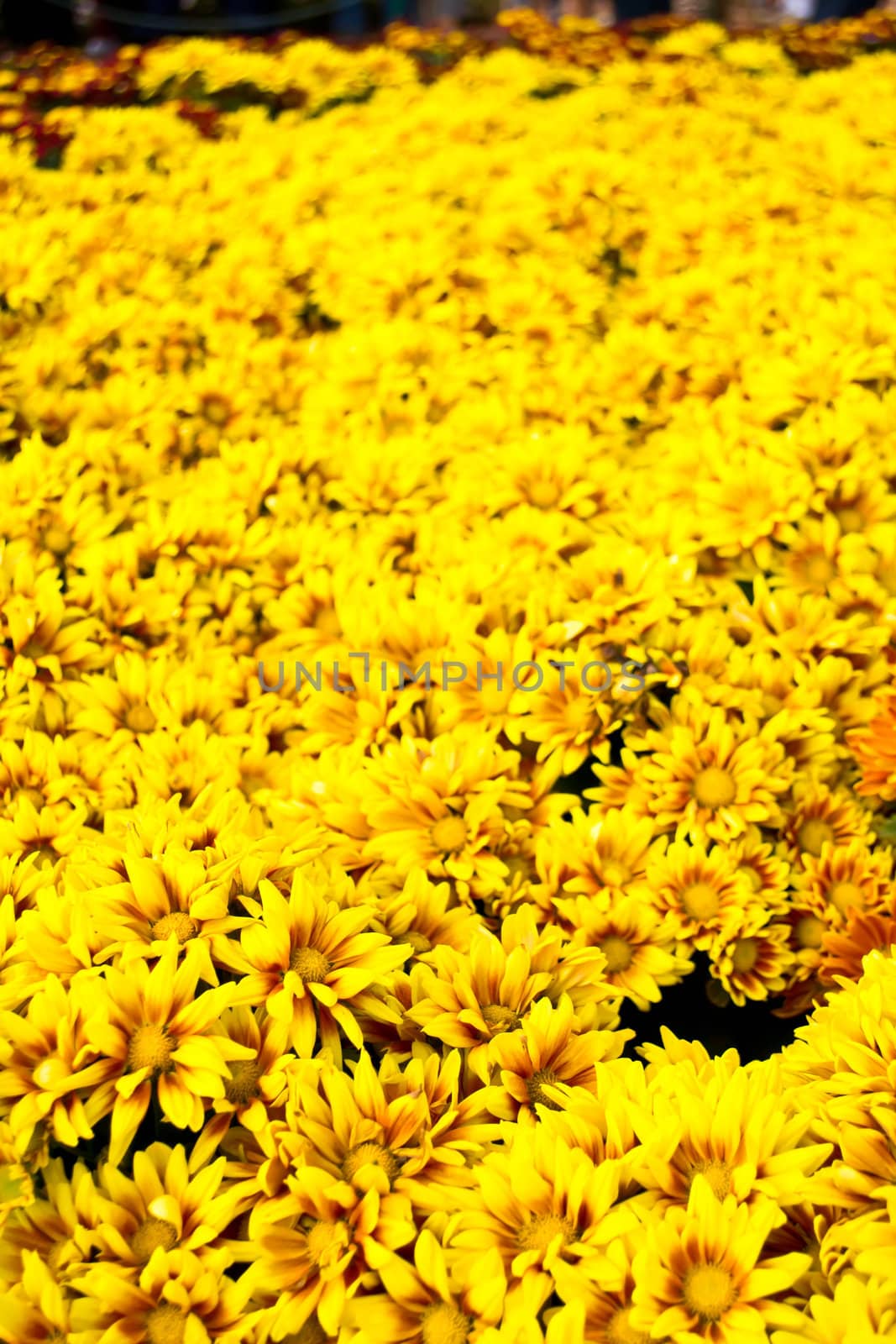 yellow chrysanthemum background