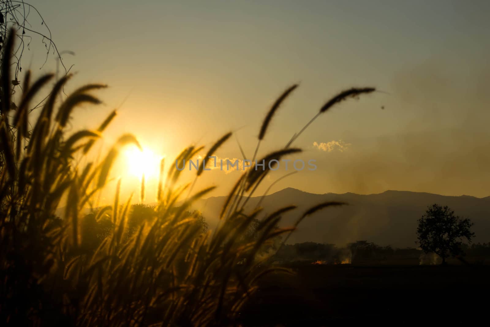 Grass at summer sunset