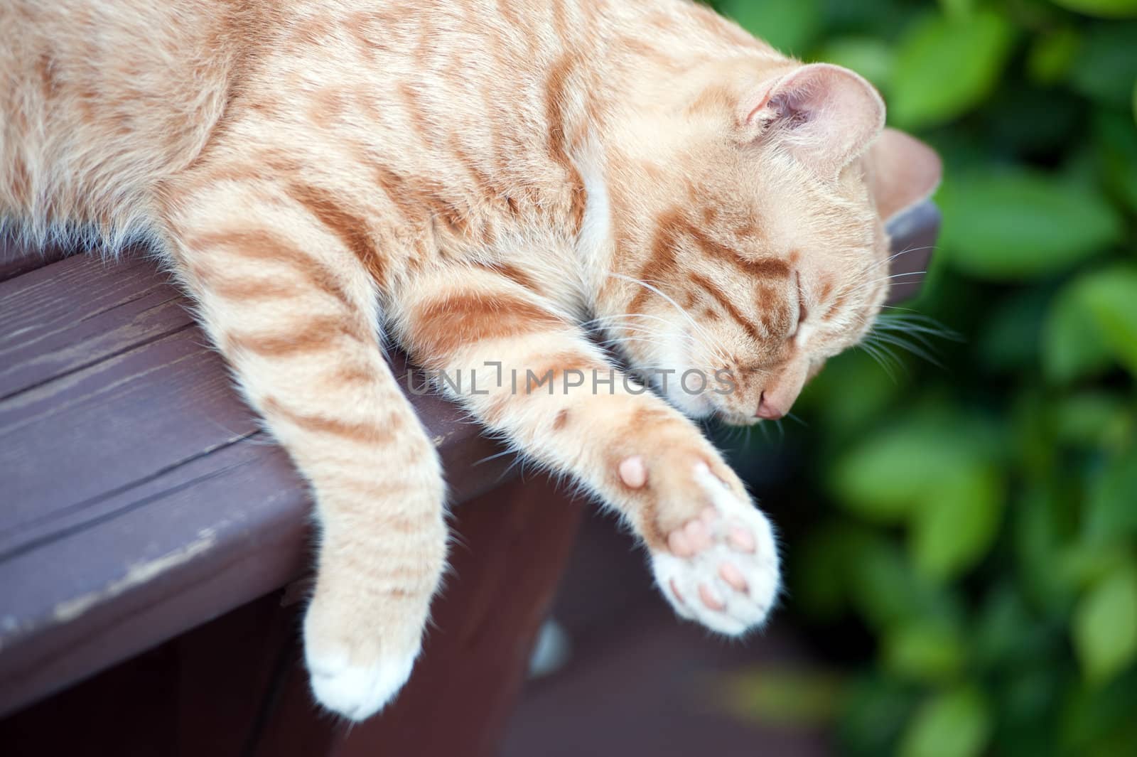 Yellow cat sleeping on the bench in the park