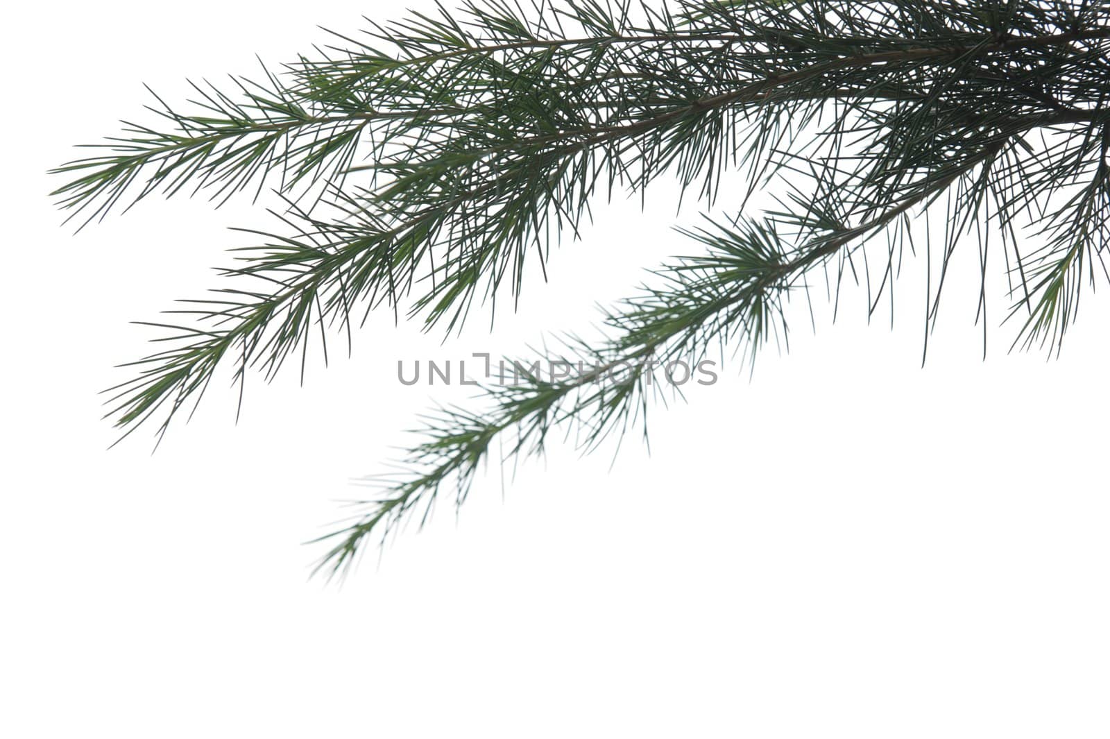 Pine branch isolated against white background