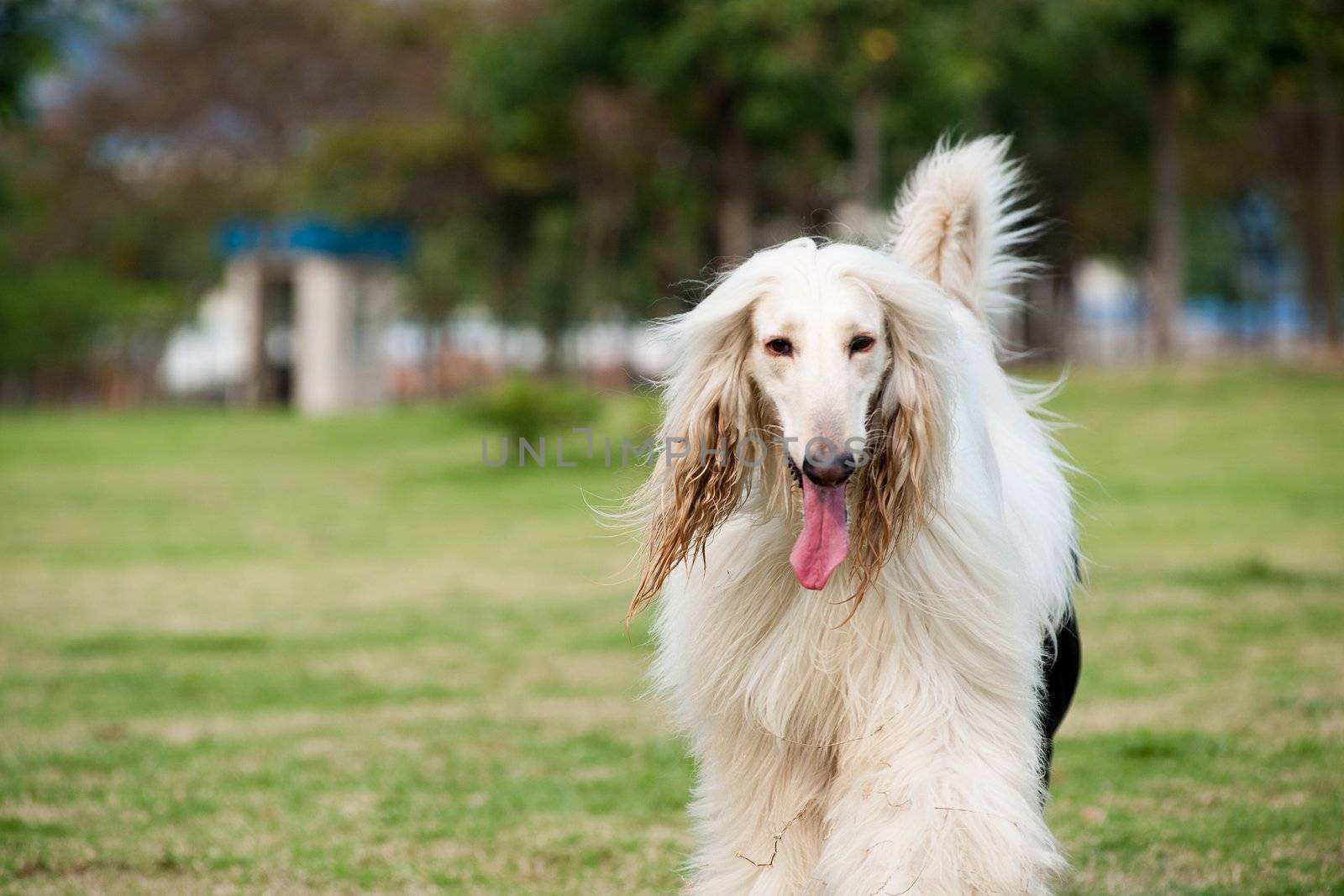 White afghan hound dog walking on the lawn