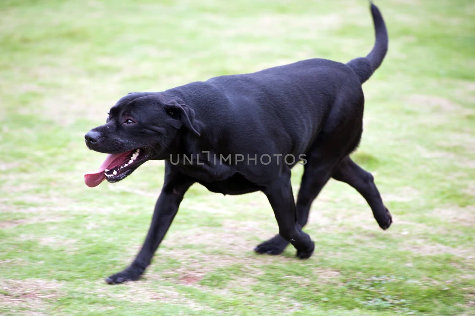 Labrador dog running on the lawn