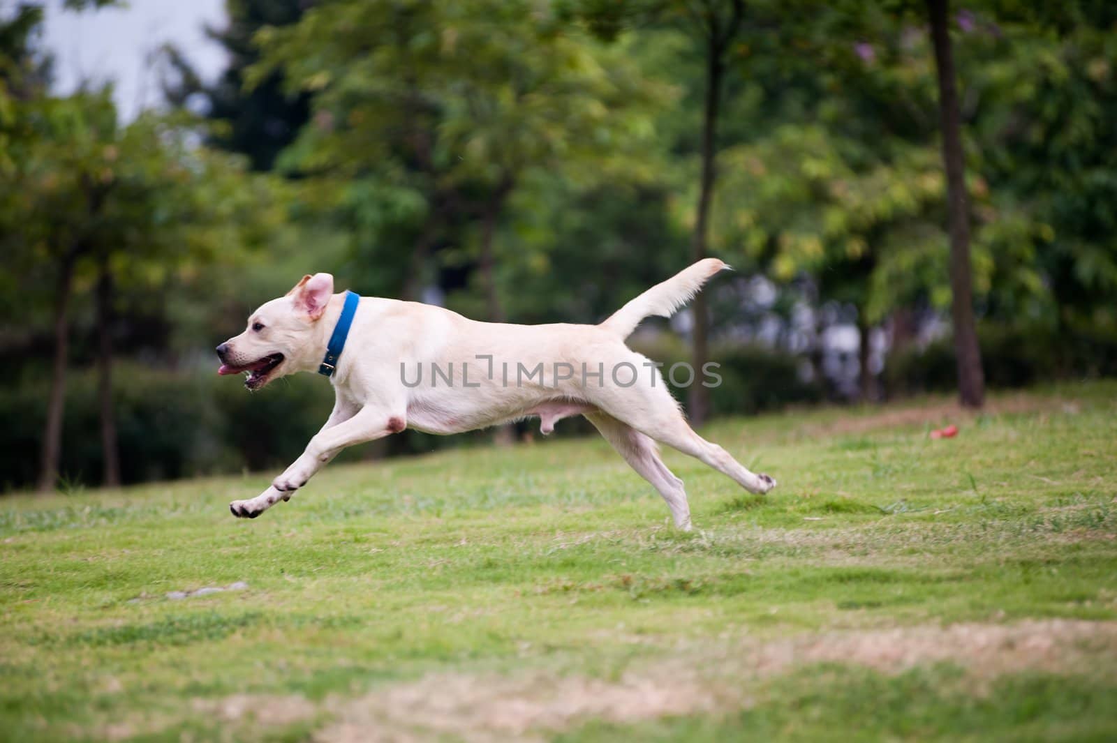 Labrador dog running by raywoo