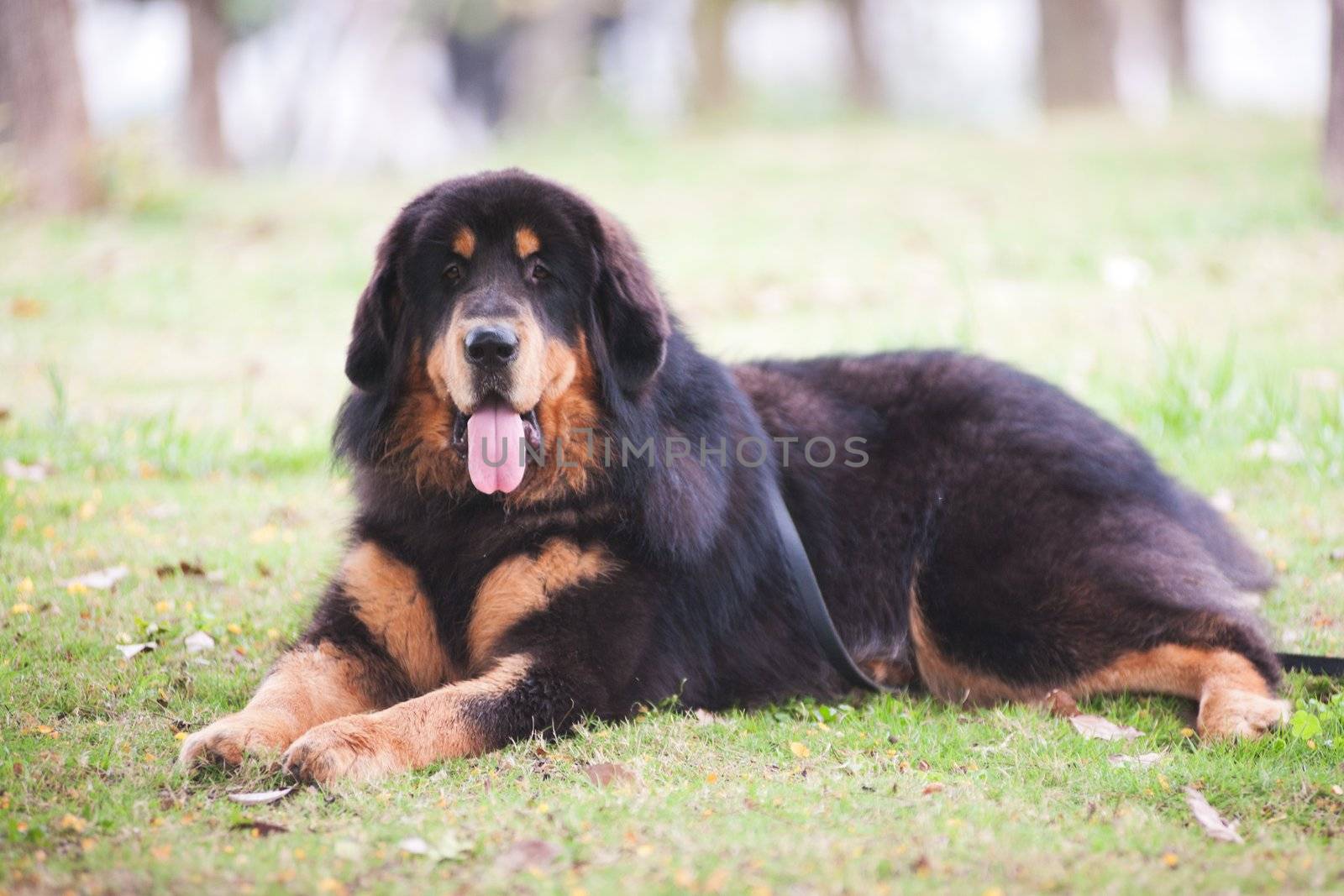 Tibentan Mastiff dog lying on the lawn which is a highly intelligent, independent, strong willed and rather reserved dog