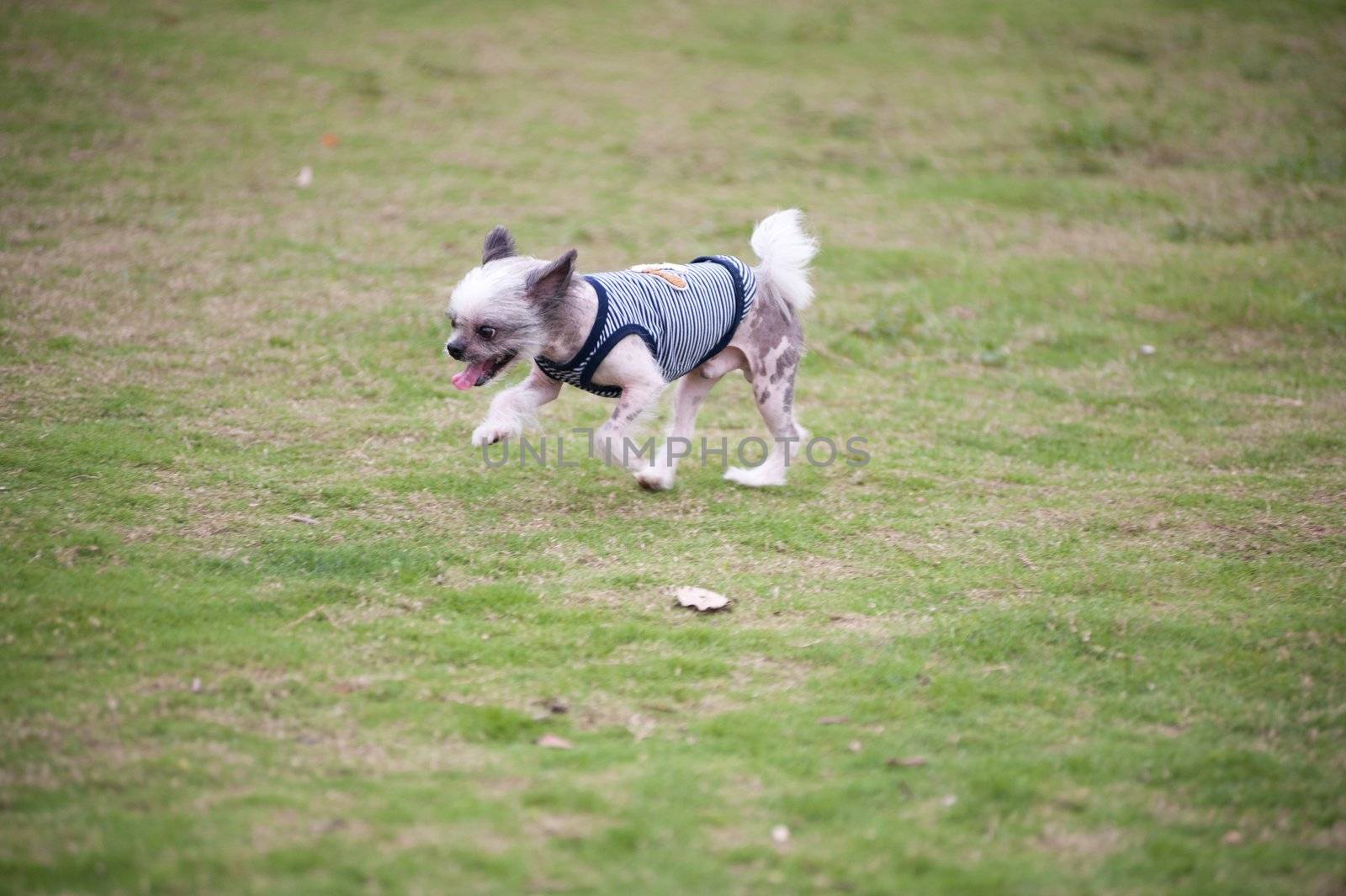 Chihuahua dog running on the lawn