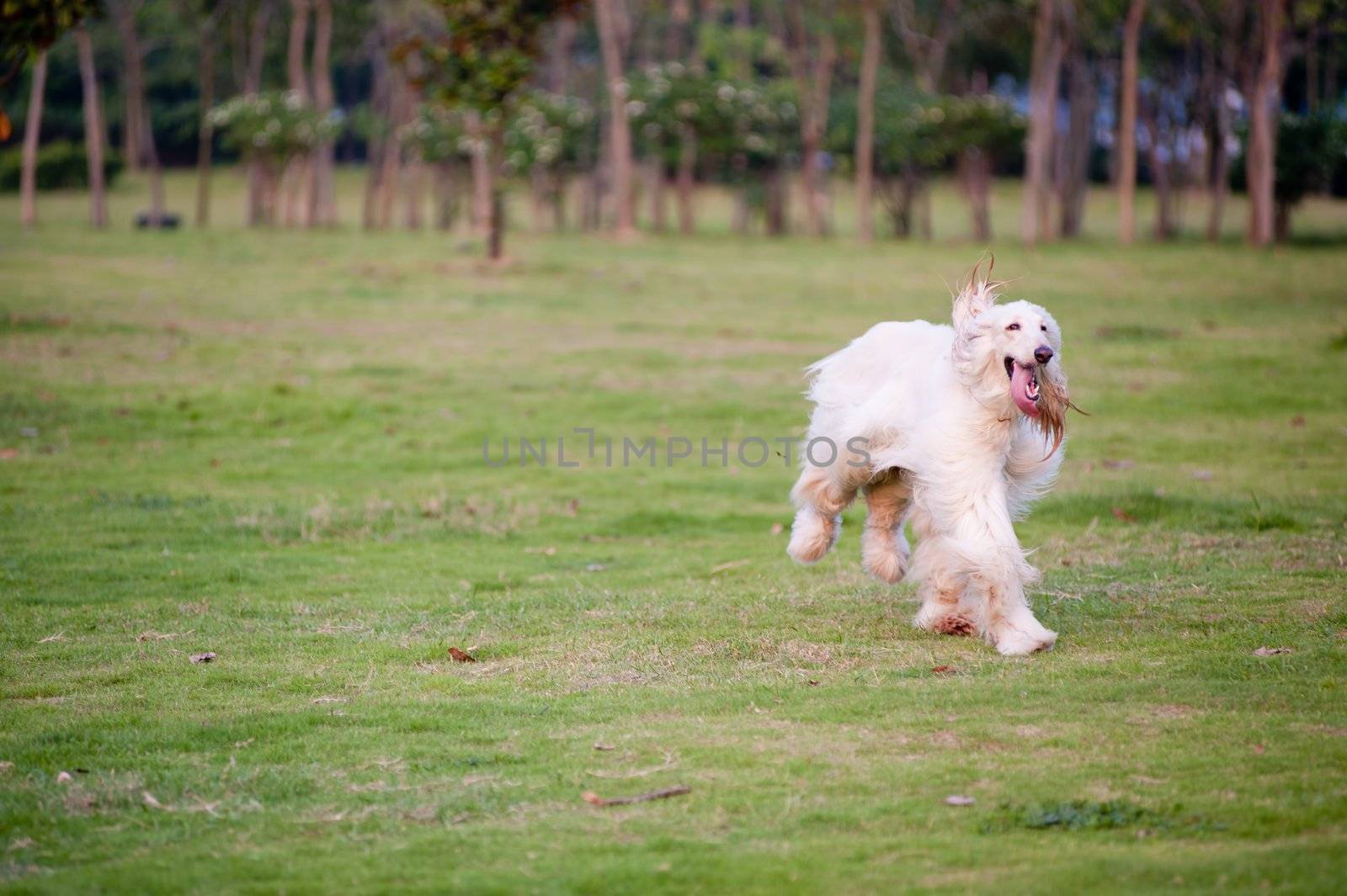 Afghan hound dog running by raywoo