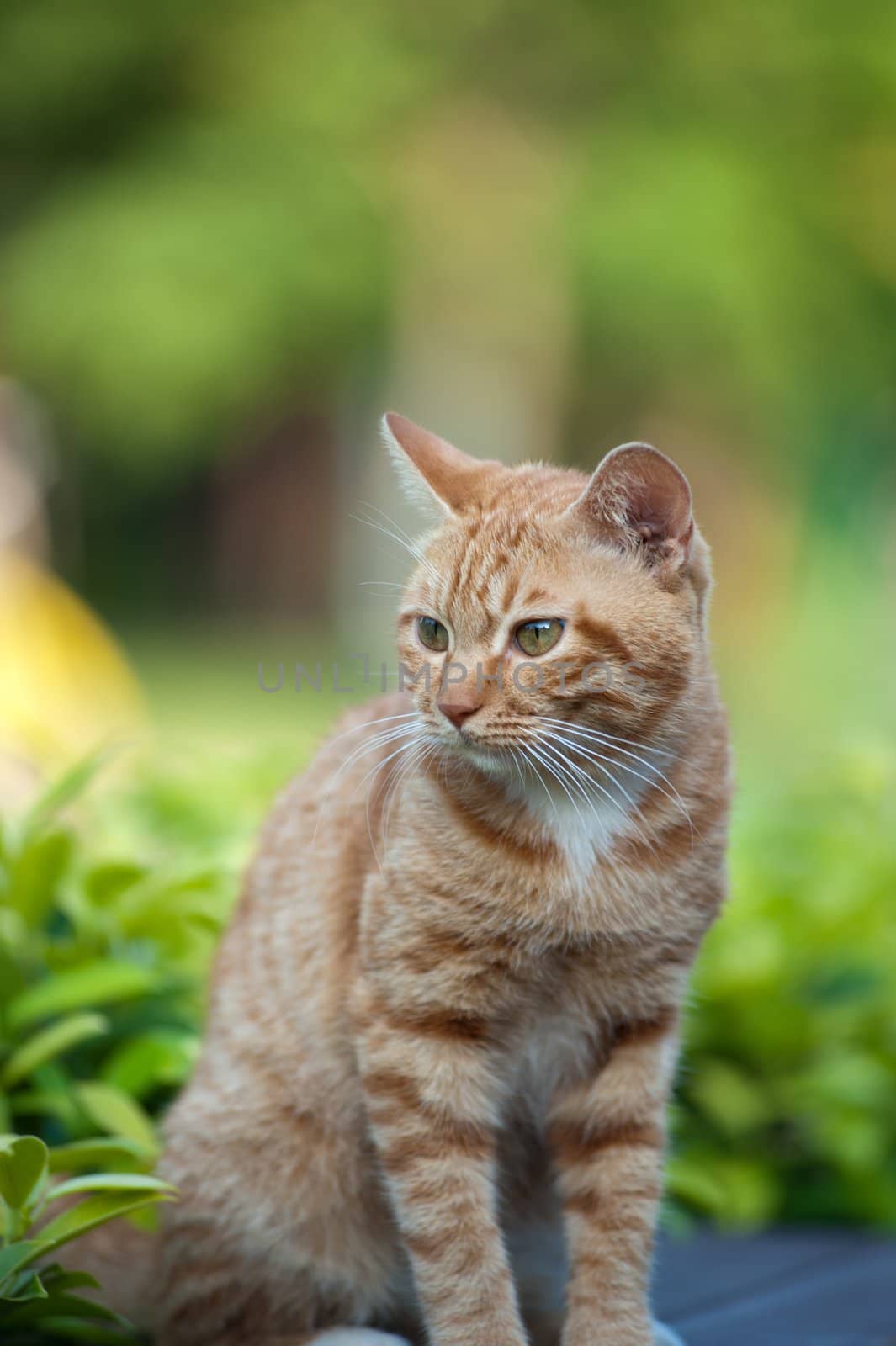 Yellow cat standing on the bench in the park