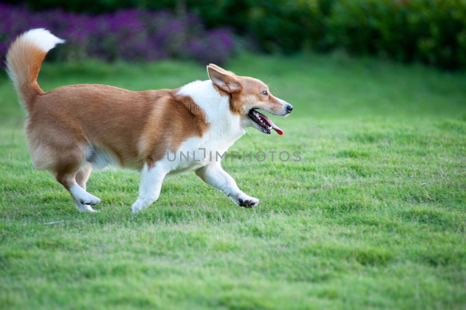 Welsh Corgi dog running on the lawn