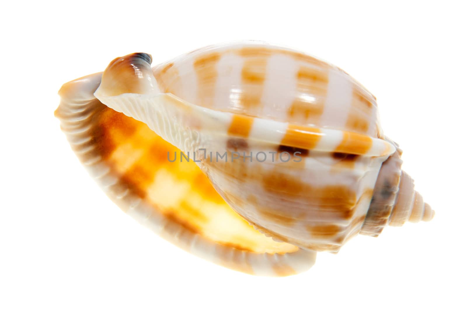 Trumpet shell isolated on white background