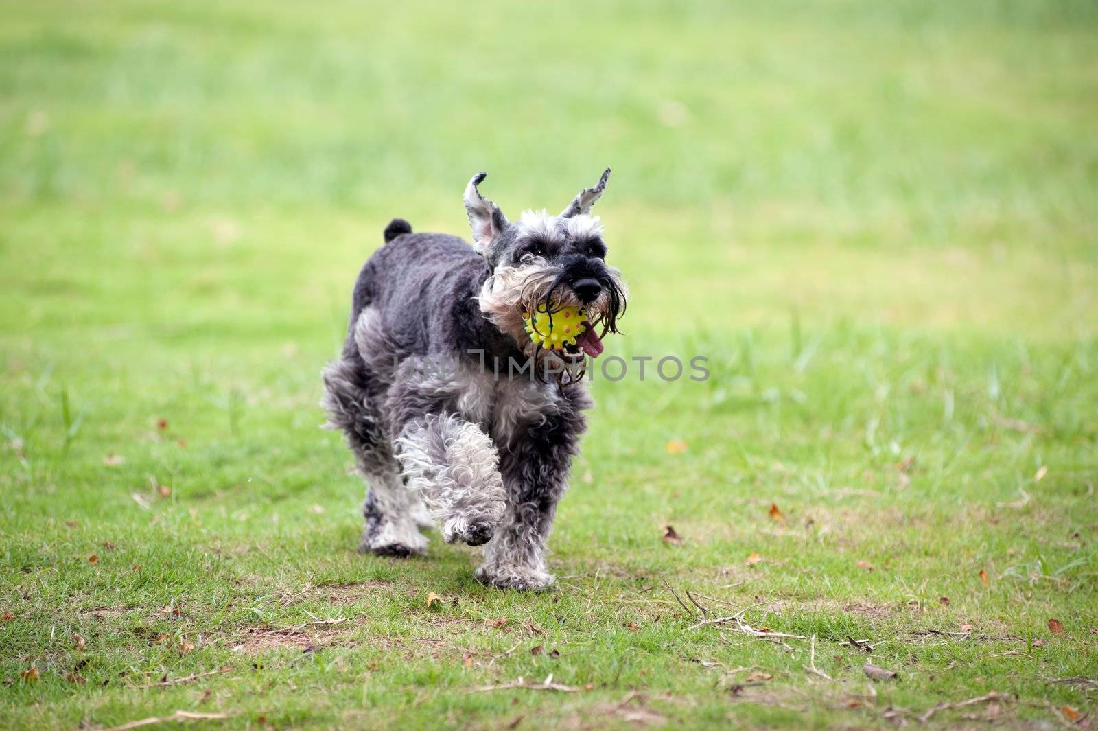 A miniature schnauzer dog holding a ball in the mouth and running on the lawn