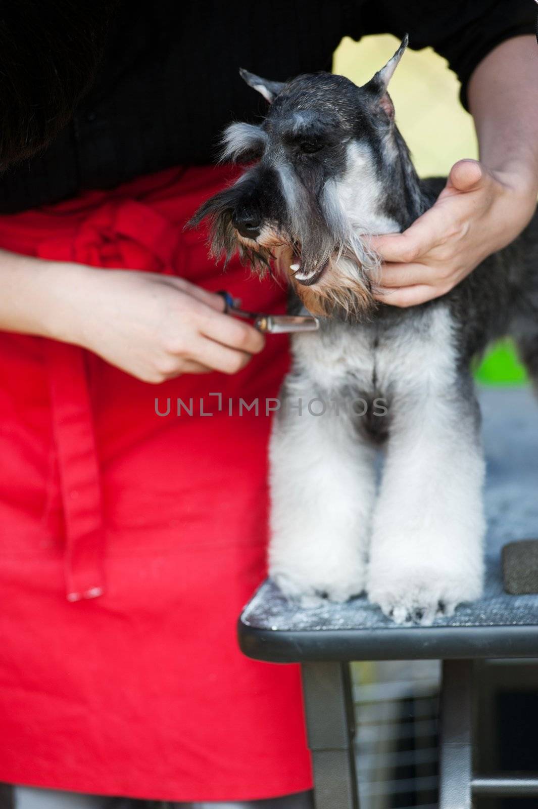 Miniature Schnauzer dog having hair cut