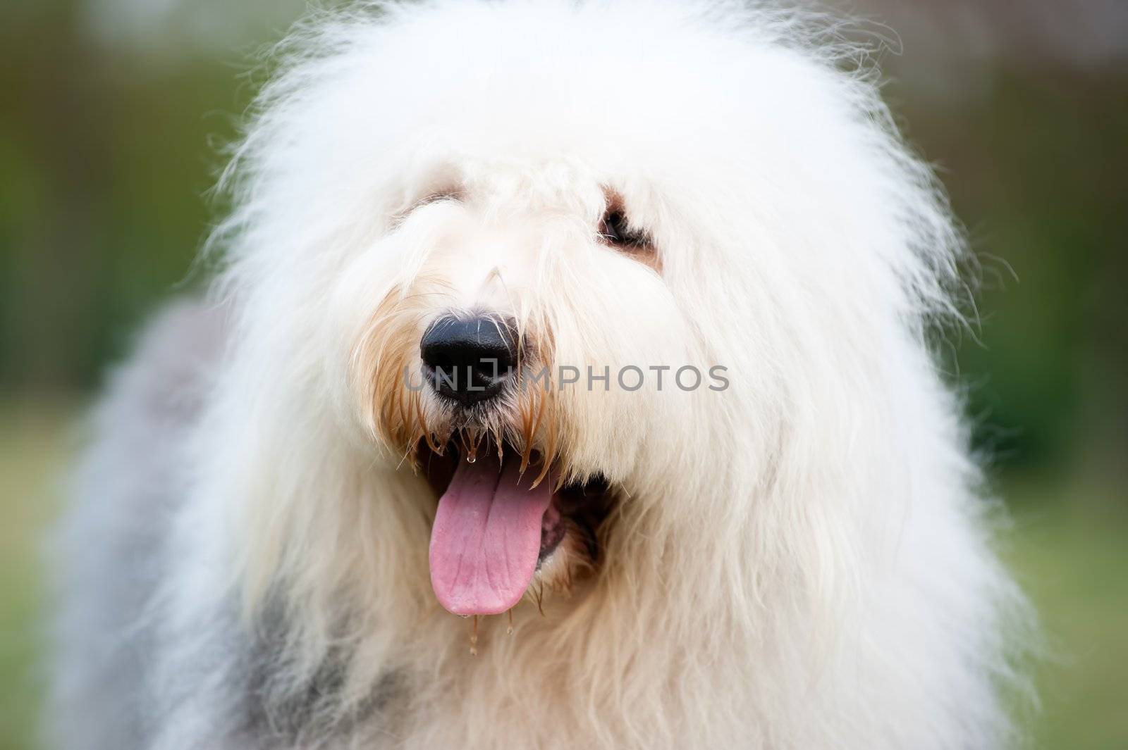 Portrait of an old English sheepdog