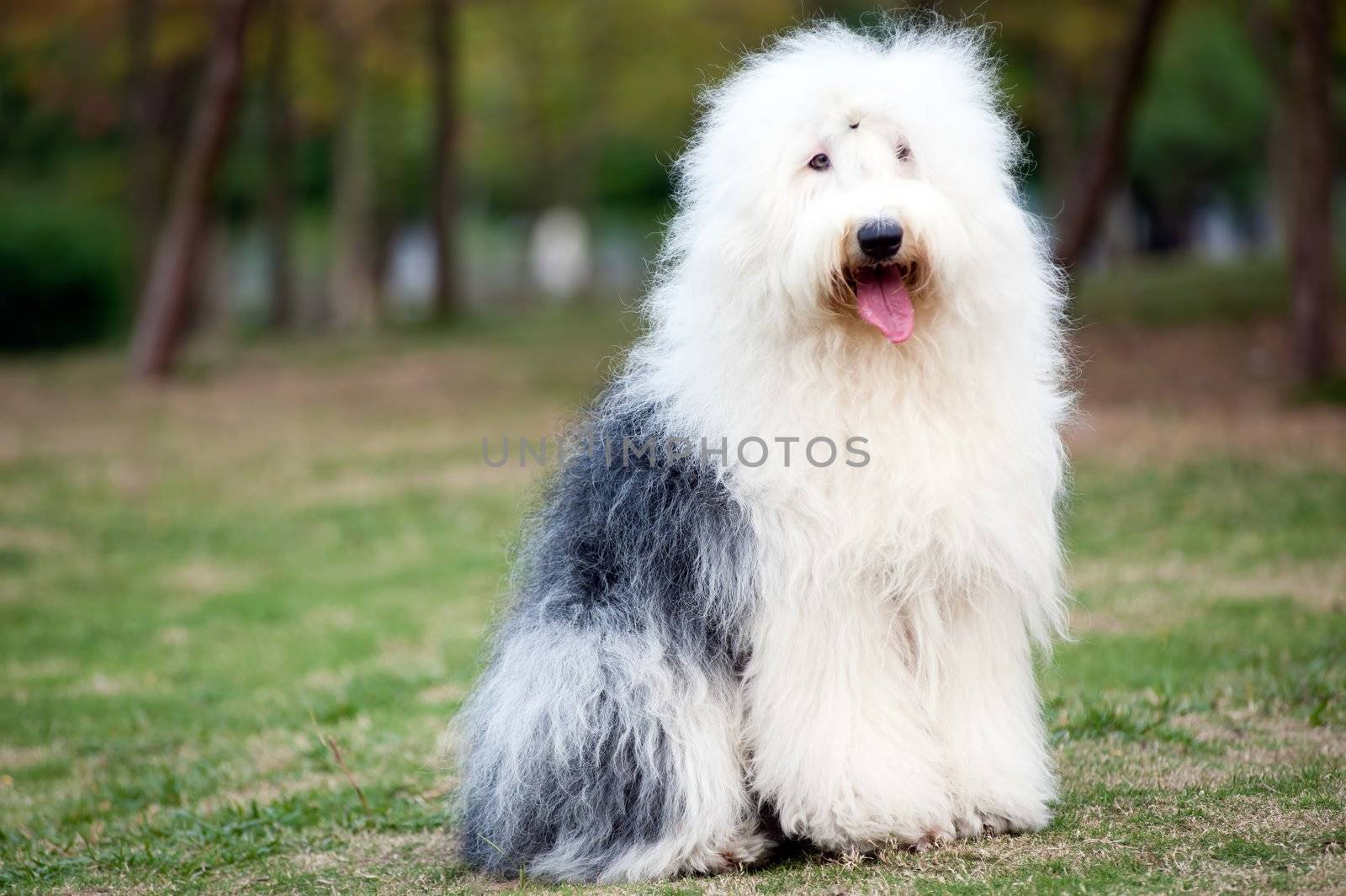 An old English sheepdog standing on the lawn