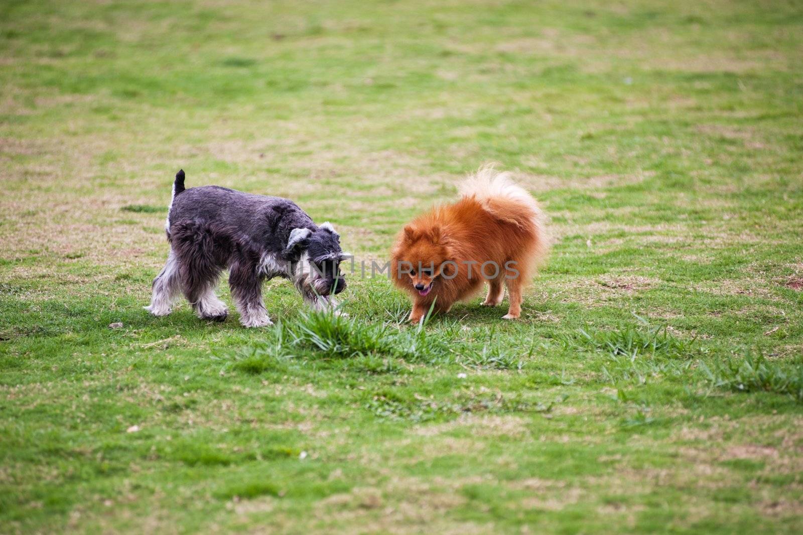 Miniature Schnauzer and Pomeranian dogs playing on the lawn