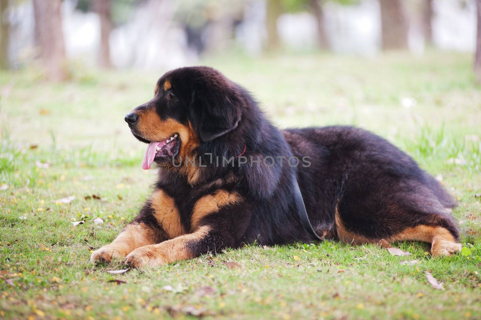 Tibetan Mastiff dog lying on the lawn which is a highly intelligent, independent, strong willed and rather reserved dog