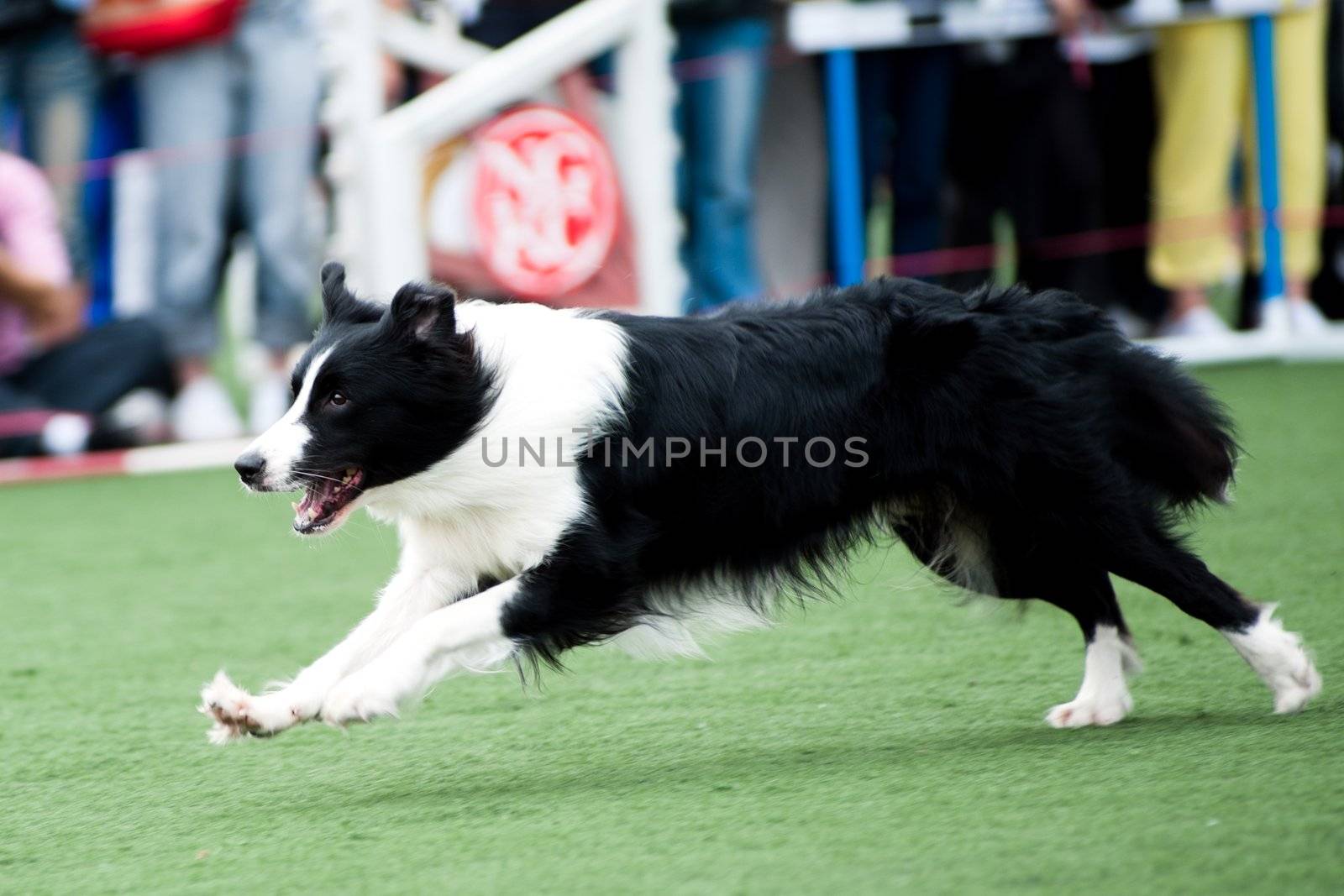 Border Collie dog running by raywoo