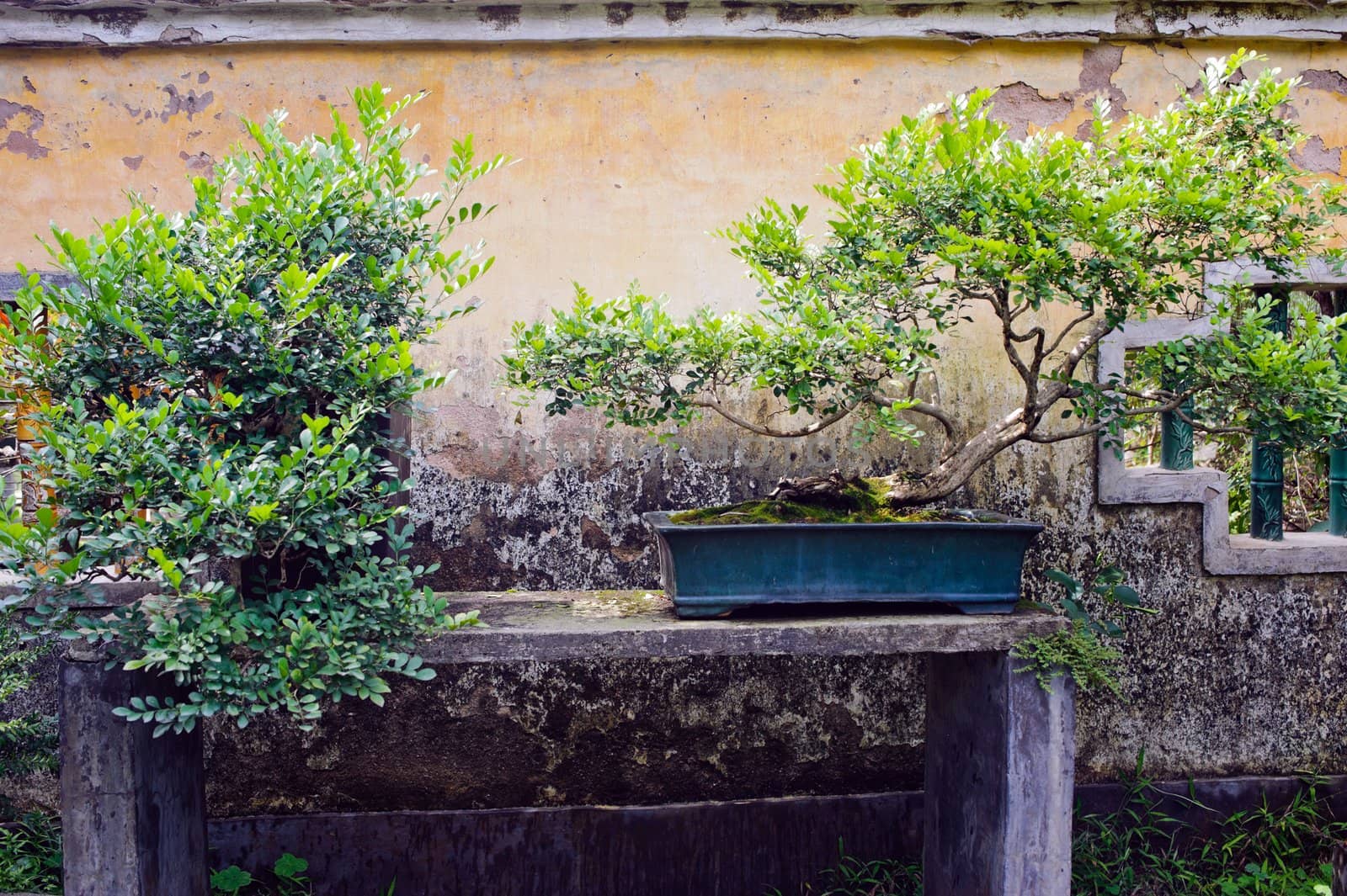 Chinese bonsai in the garden