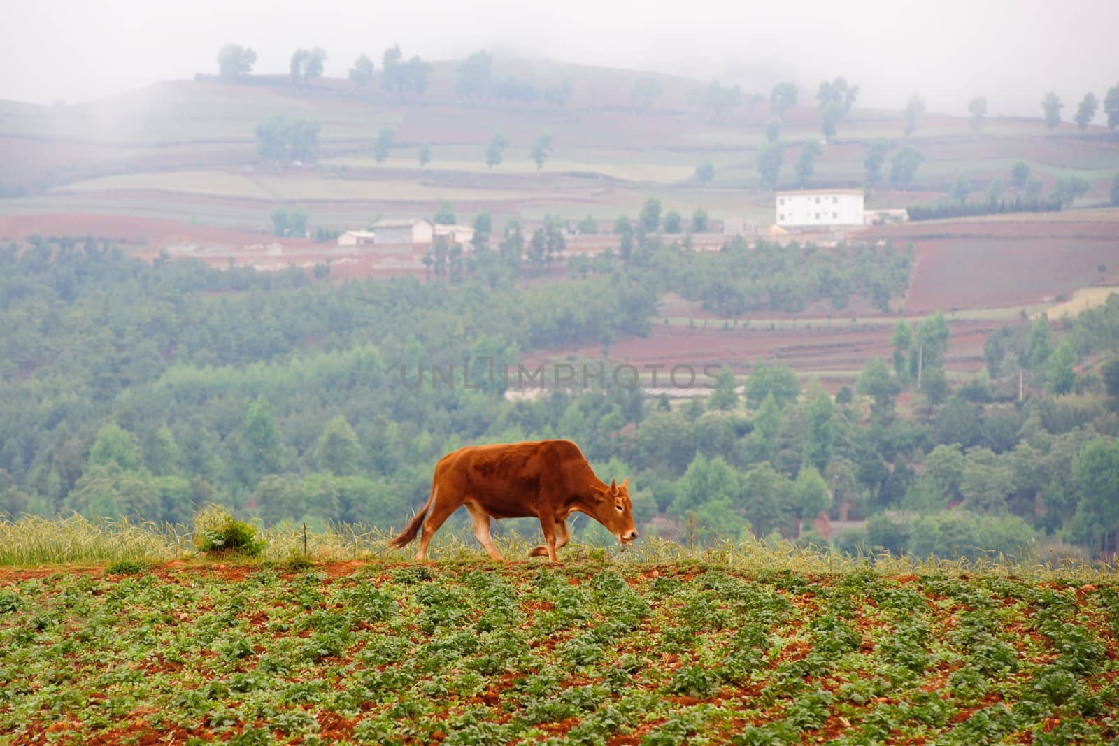 Cattle walking in the wheat field in Dongchuan district, Kunming city, Yunnan province of China