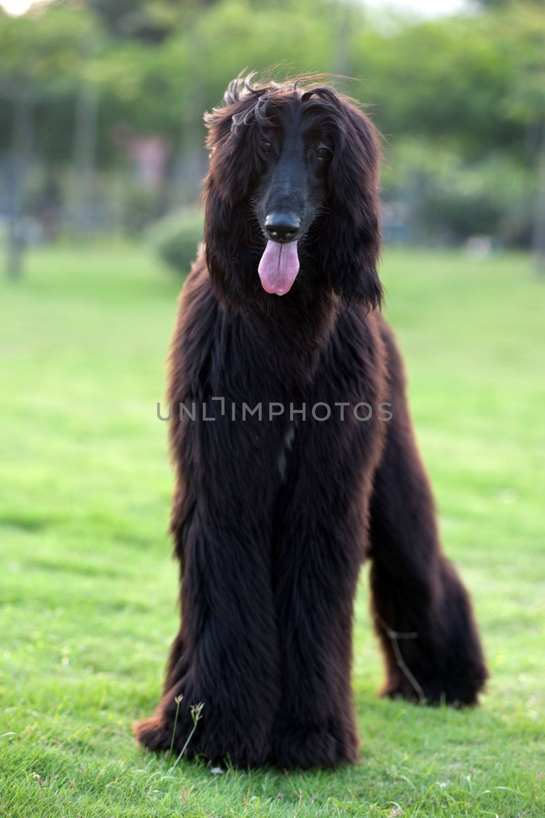 Black afghan hound dog standing on the lawn