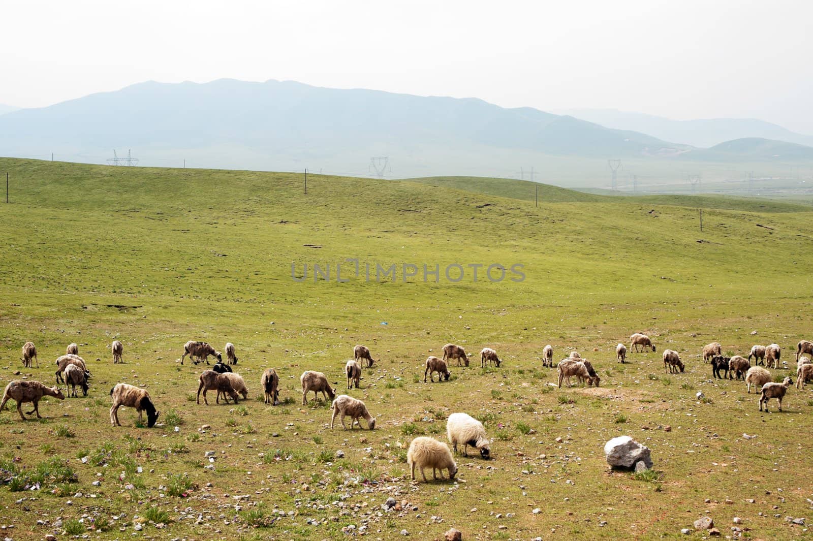 Goats in grassland by raywoo