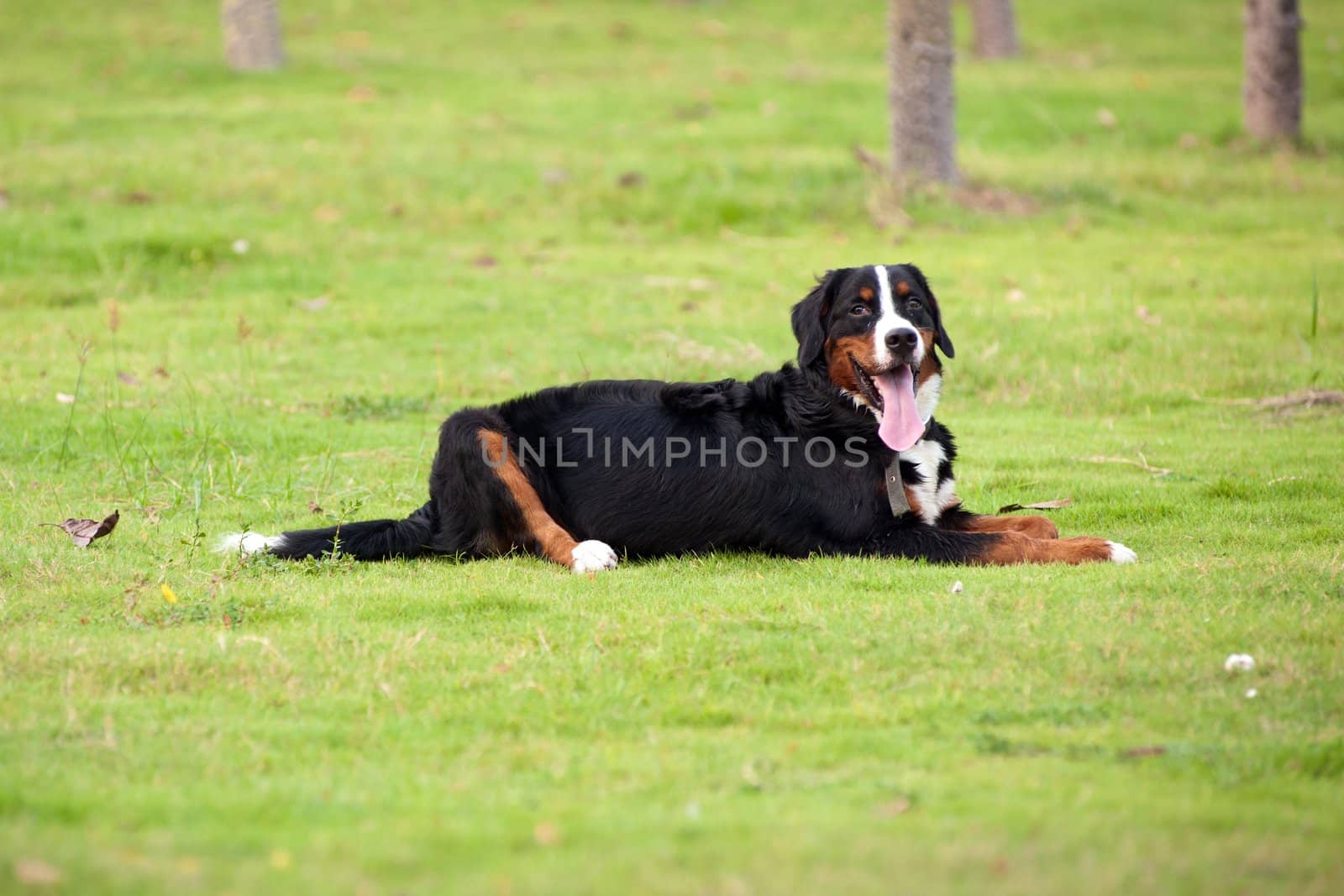 Bernese mountain dog lying on the lawn