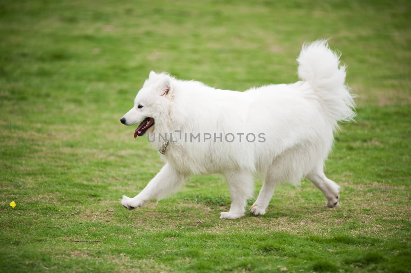 Samoyed dog running on the lawn