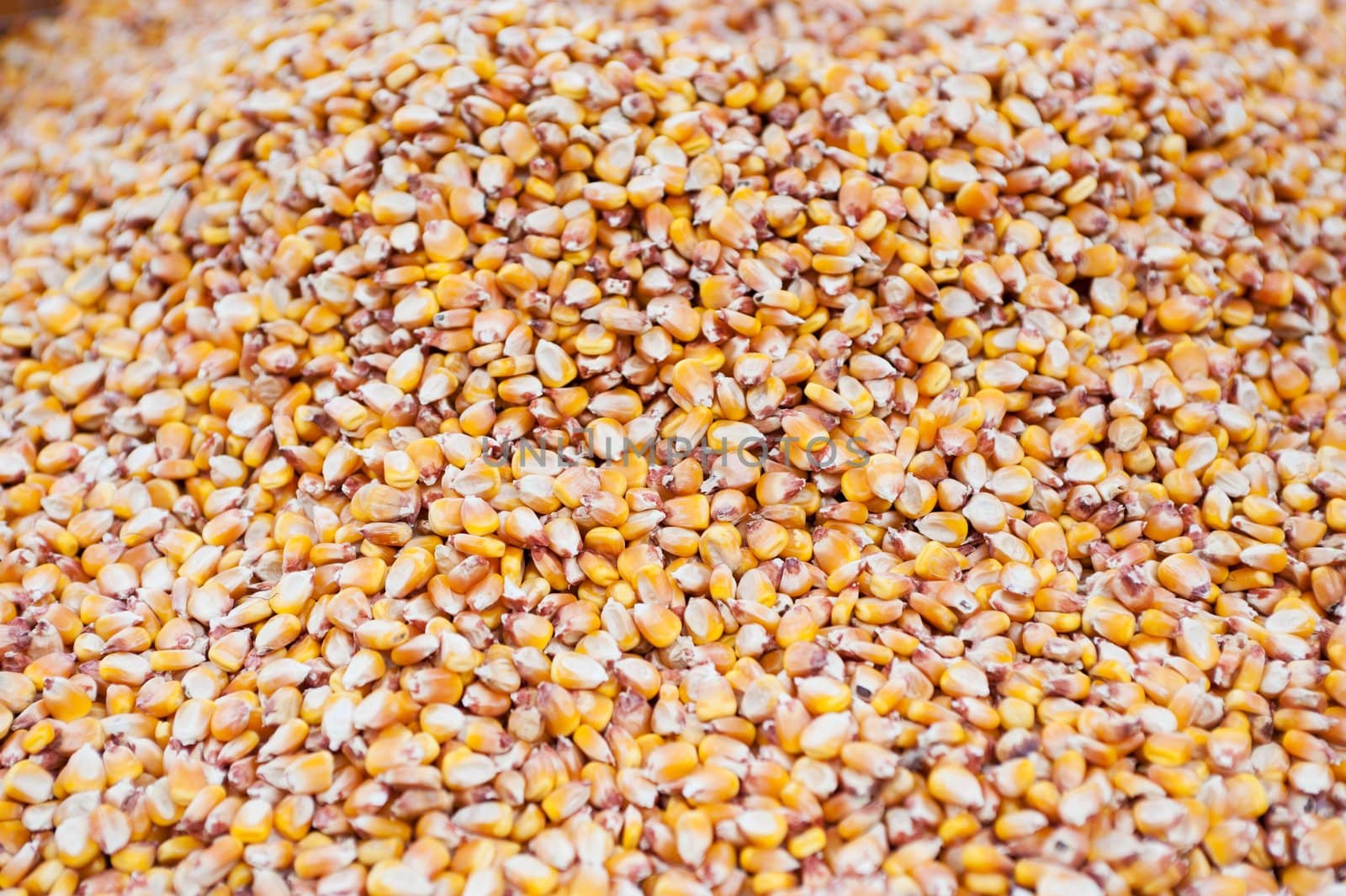 Large group of corn seeds close-up texture