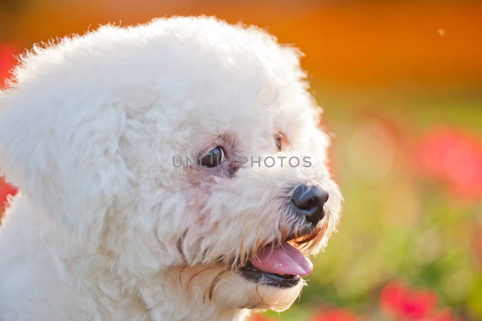 Poodle dog by raywoo